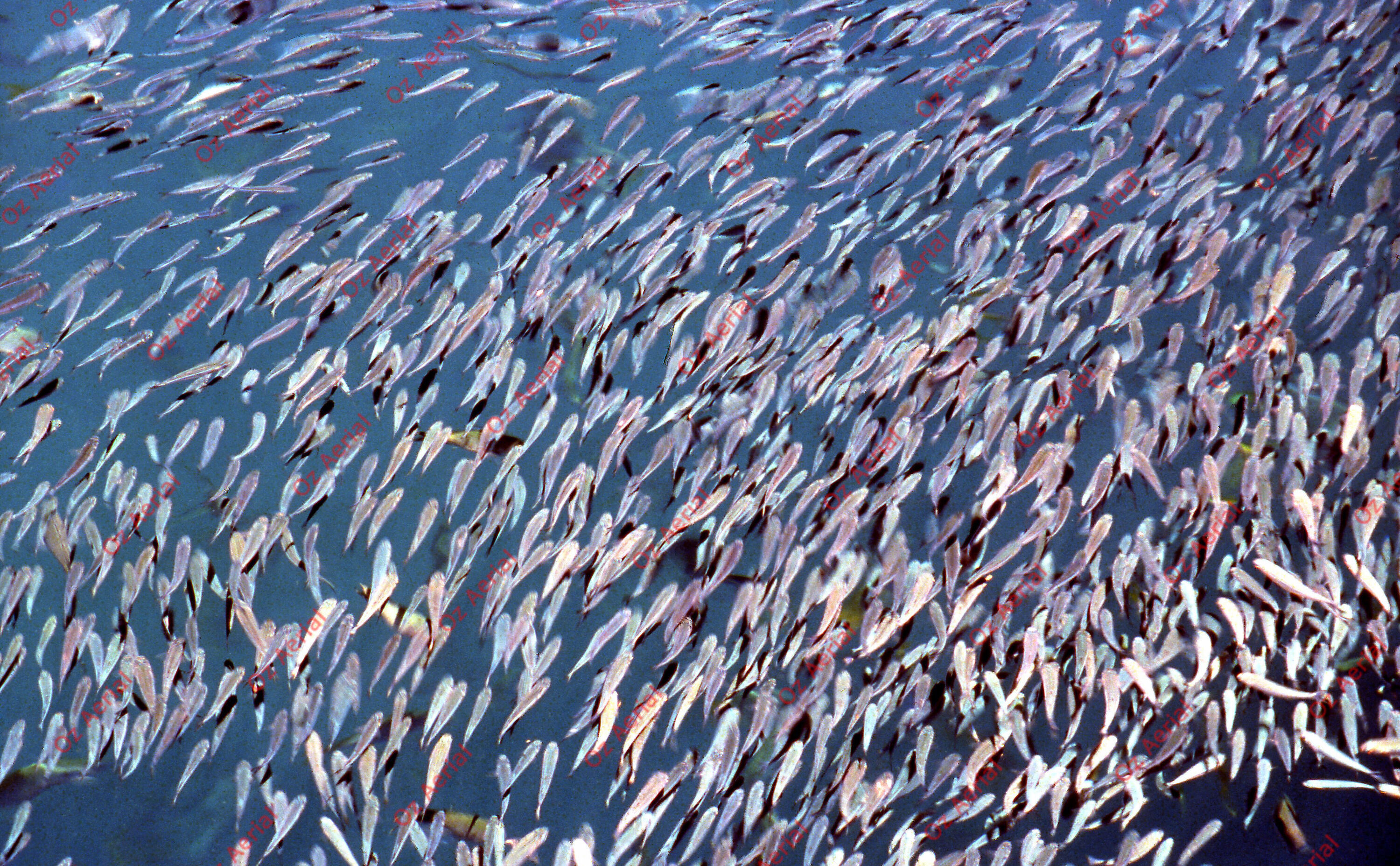 Something Fishy&nbsp;&nbsp;–&nbsp;&nbsp;6095ecd4b4ecd_j36.jpg