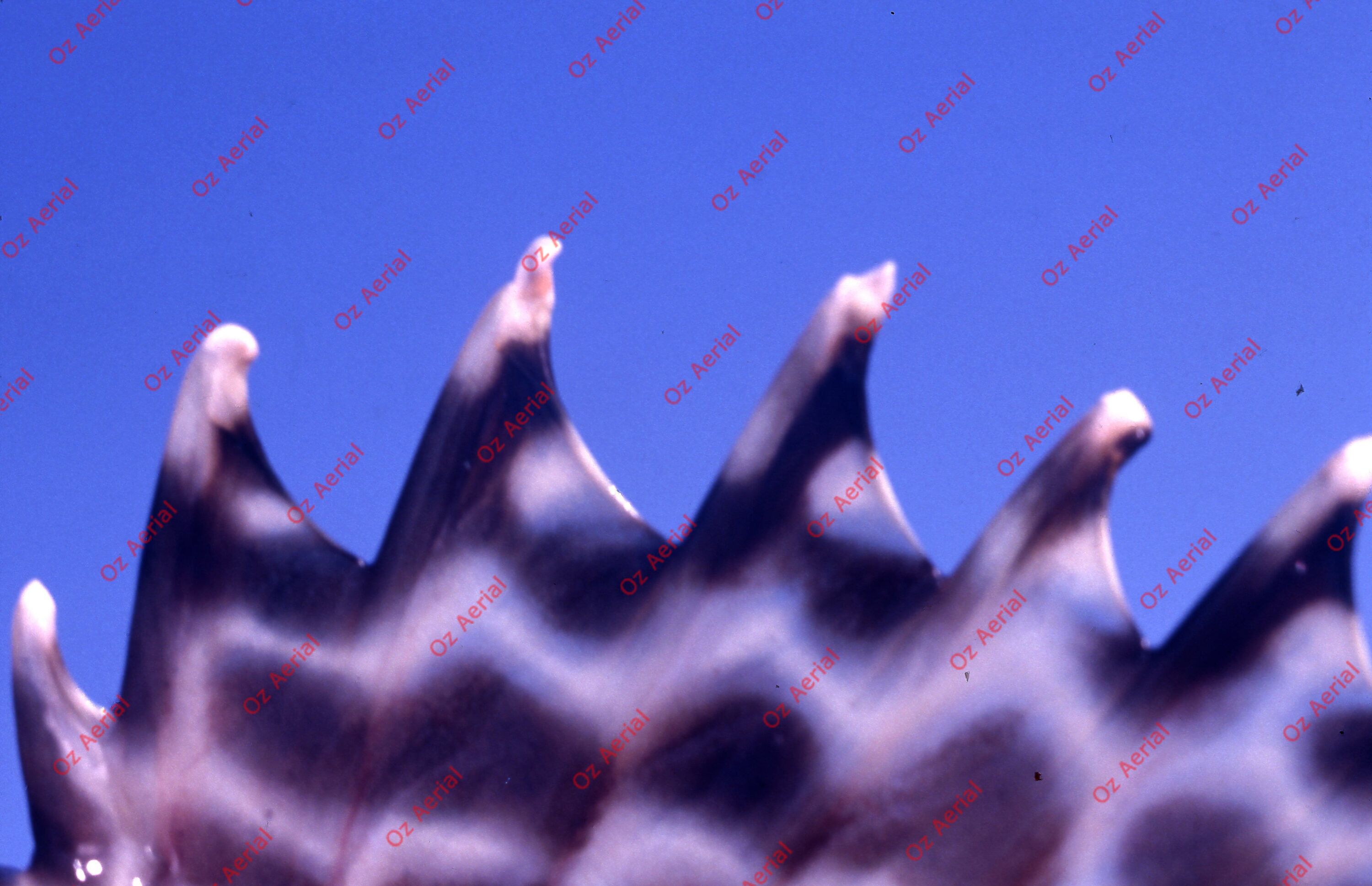 Something Fishy&nbsp;&nbsp;–&nbsp;&nbsp;6095ecf8d519a_j89.jpg