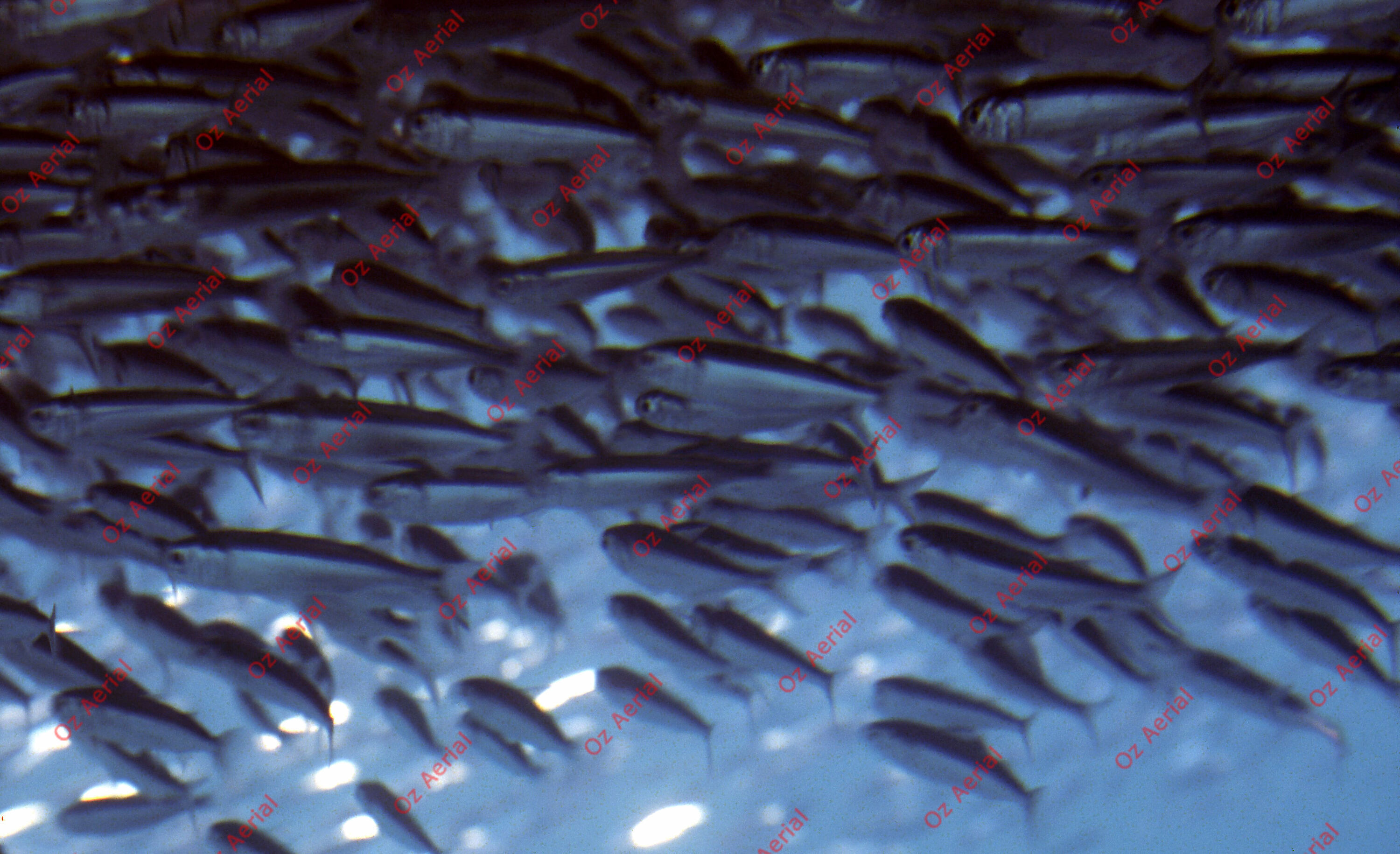 Something Fishy&nbsp;&nbsp;–&nbsp;&nbsp;6095ecea464e2_j67.jpg