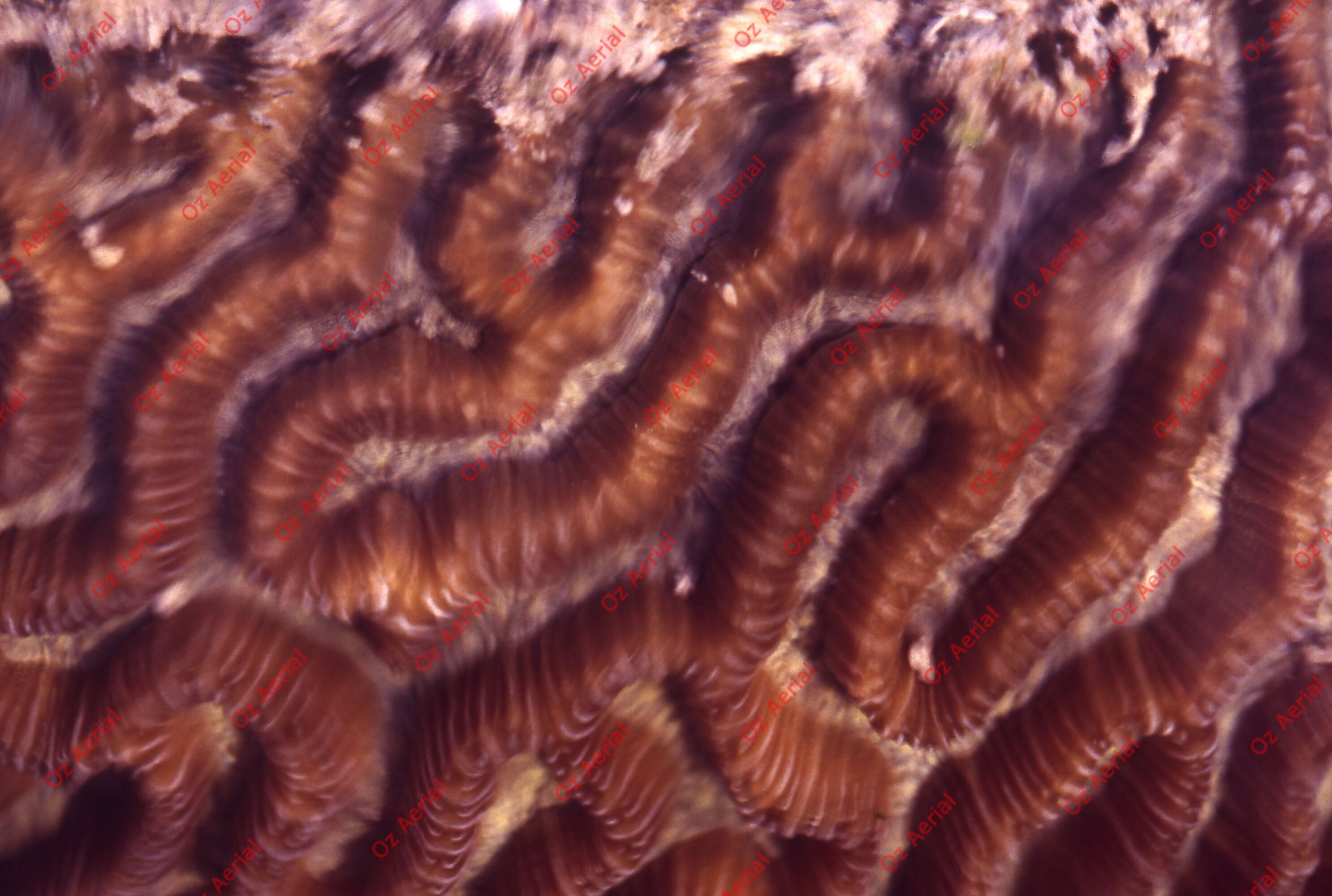 Something Fishy&nbsp;&nbsp;–&nbsp;&nbsp;6095ecd7a104c_j50.jpg