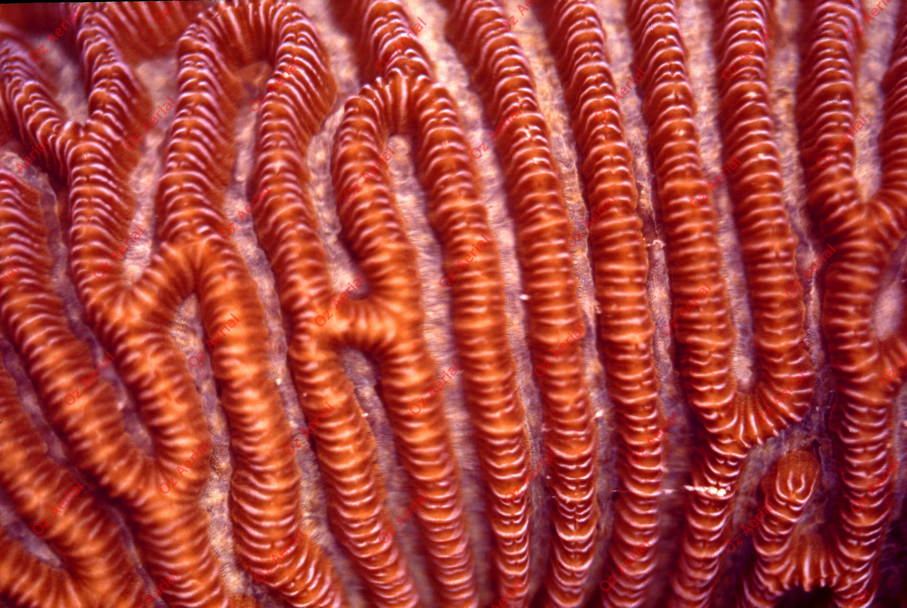 Something Fishy&nbsp;&nbsp;–&nbsp;&nbsp;6095ed004589c_j93.jpg