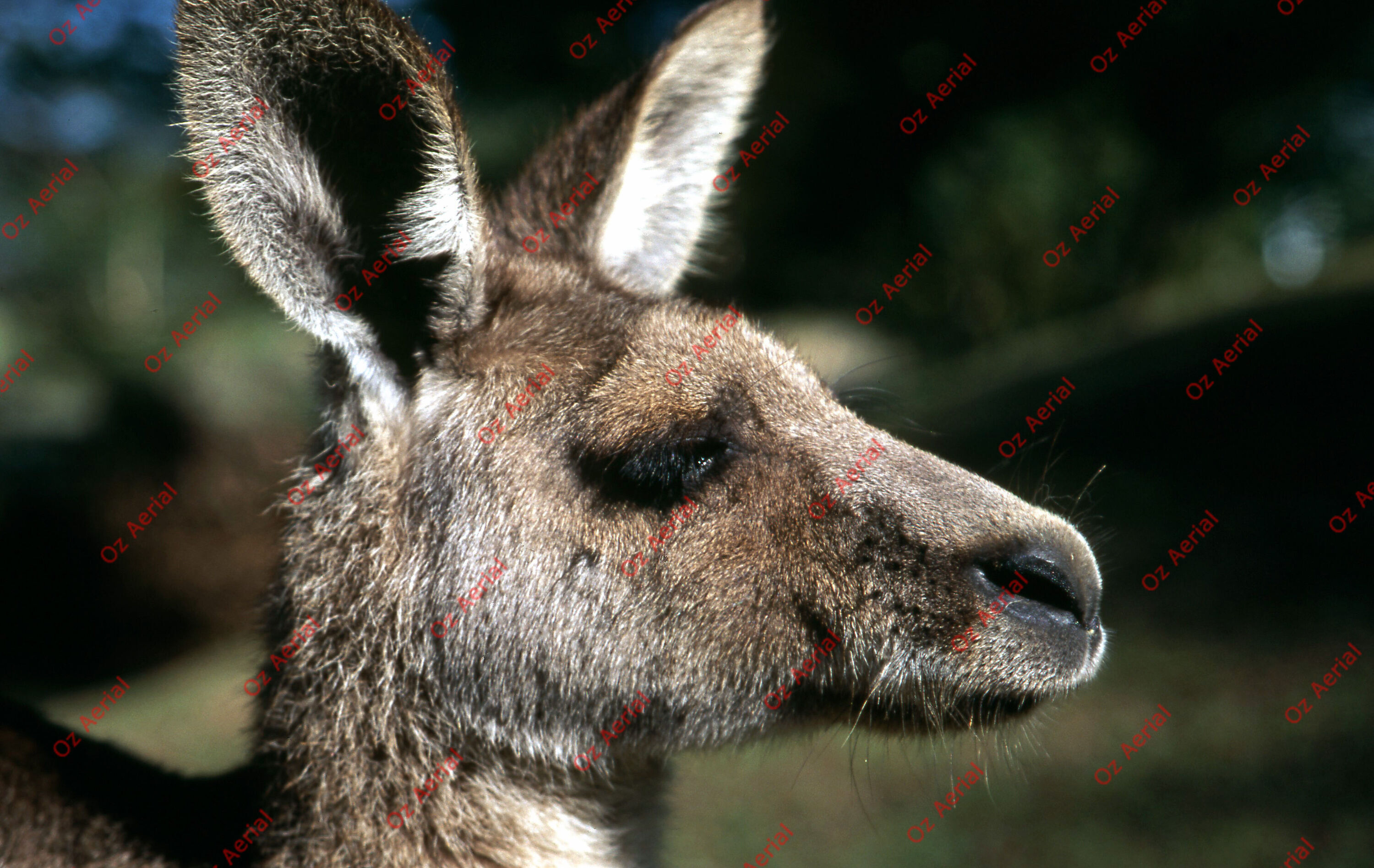 Rainforest to Reef&nbsp;&nbsp;–&nbsp;&nbsp;6095e0944269c_i20.jpg