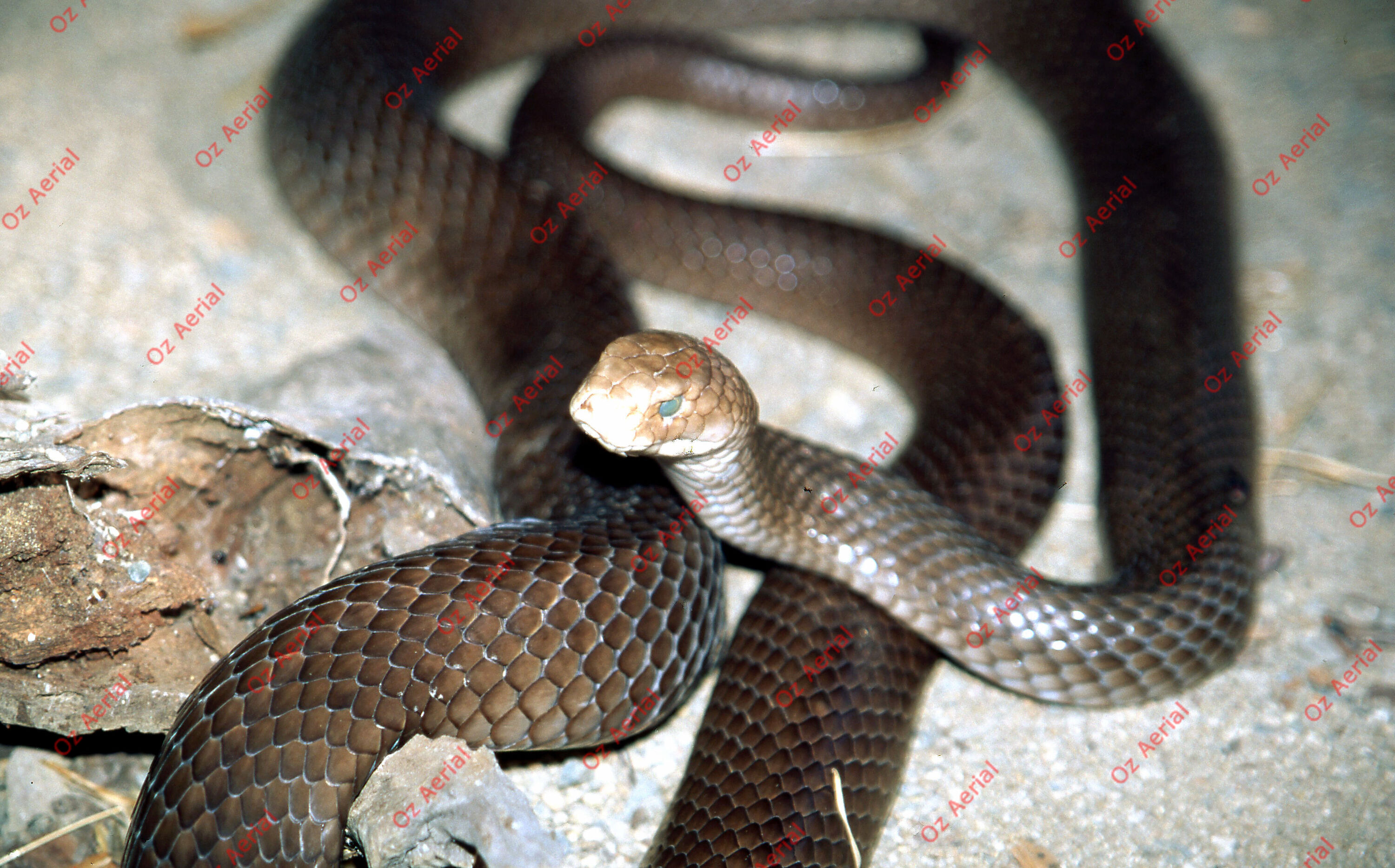 Rainforest to Reef&nbsp;&nbsp;–&nbsp;&nbsp;6095e08fbf3f8_i13.jpg