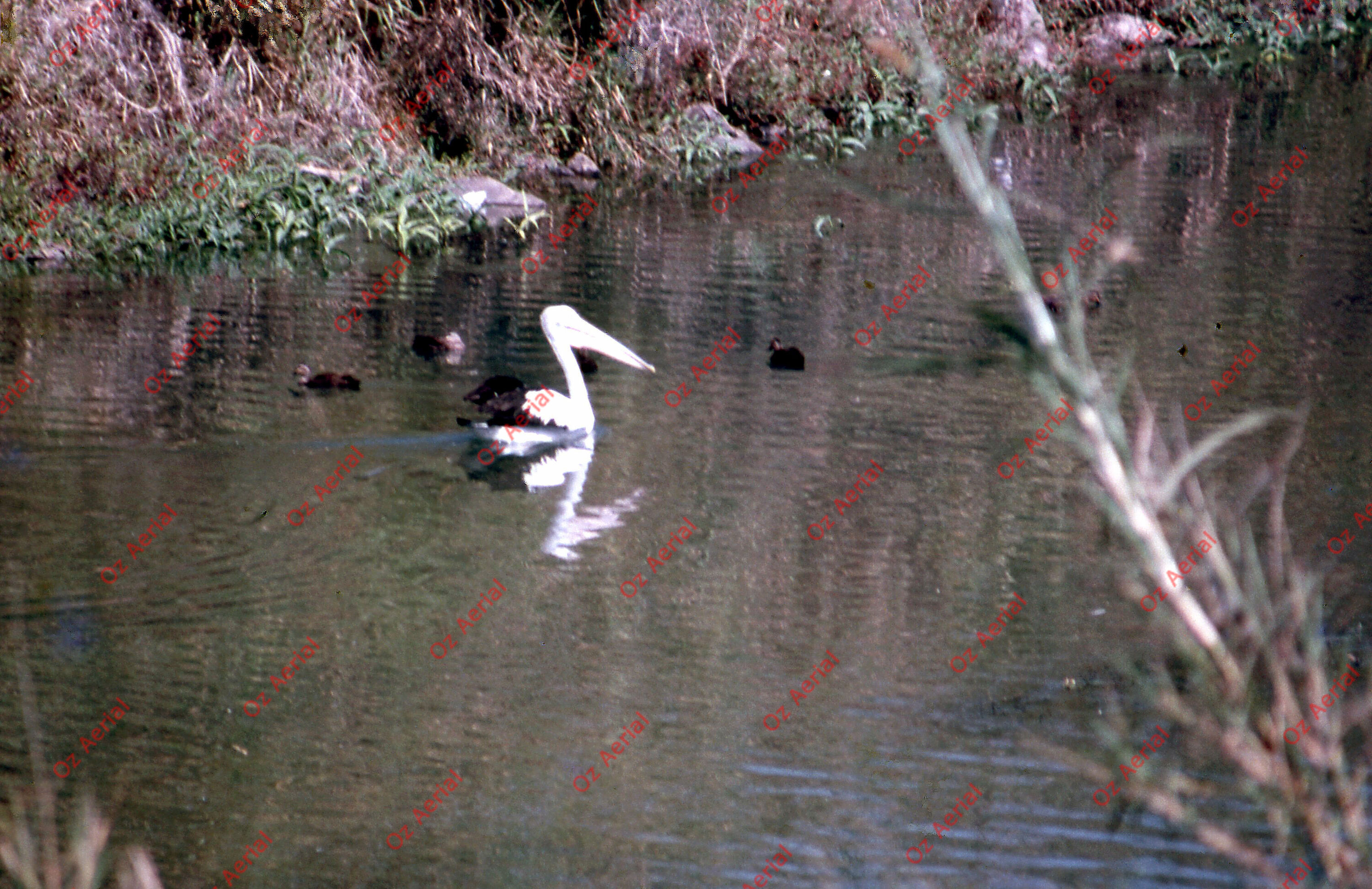 Rainforest to Reef&nbsp;&nbsp;–&nbsp;&nbsp;6095e0acc1f27_i36.jpg