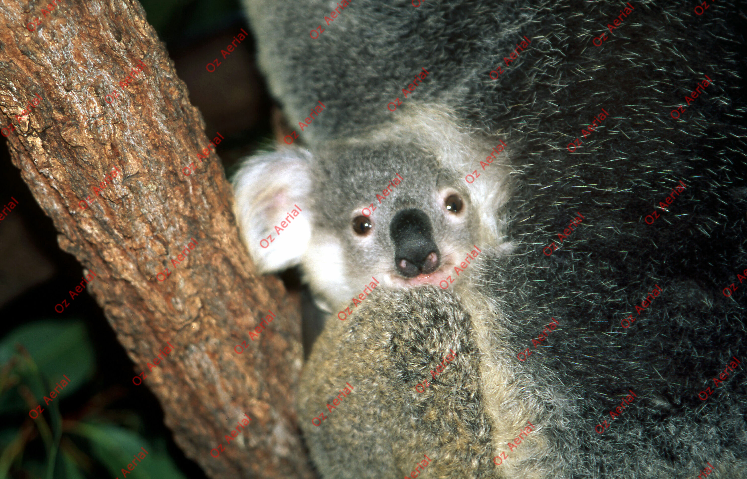 Rainforest to Reef&nbsp;&nbsp;–&nbsp;&nbsp;6095e08739a64_i04.jpg