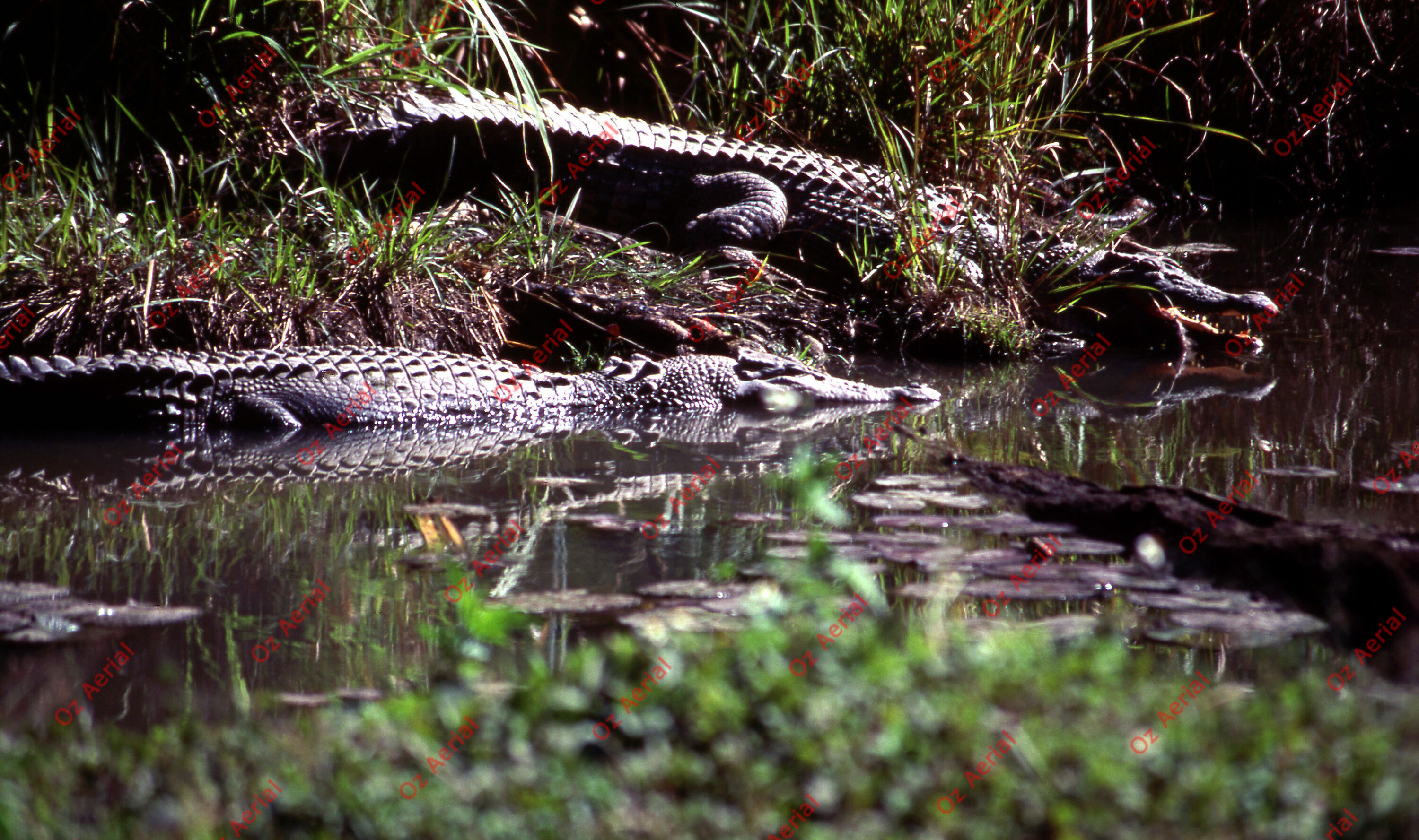 Rainforest to Reef&nbsp;&nbsp;–&nbsp;&nbsp;6095e0ab7065d_i35.jpg