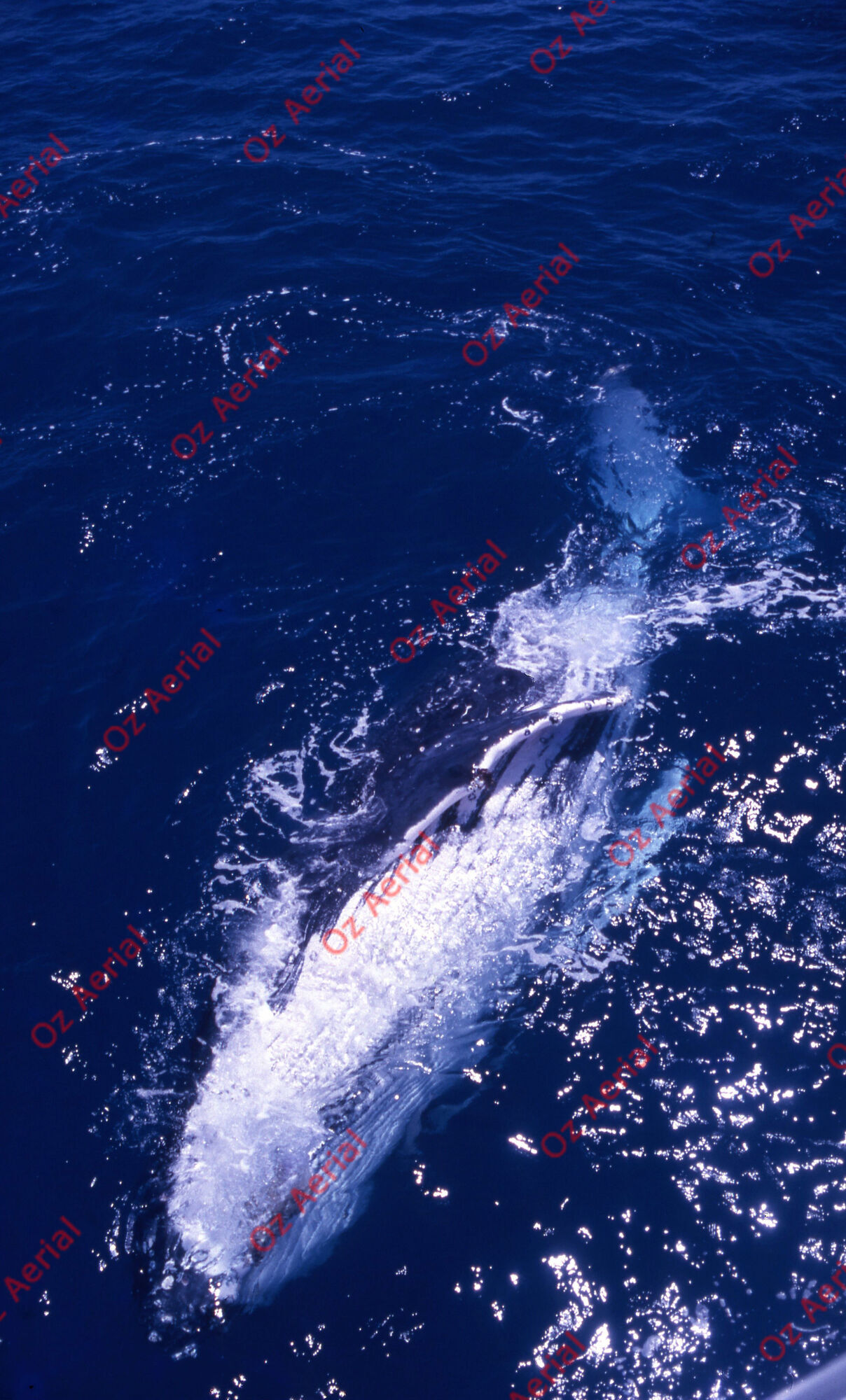 Something Fishy&nbsp;&nbsp;–&nbsp;&nbsp;6095ecf30497a_j78.jpg