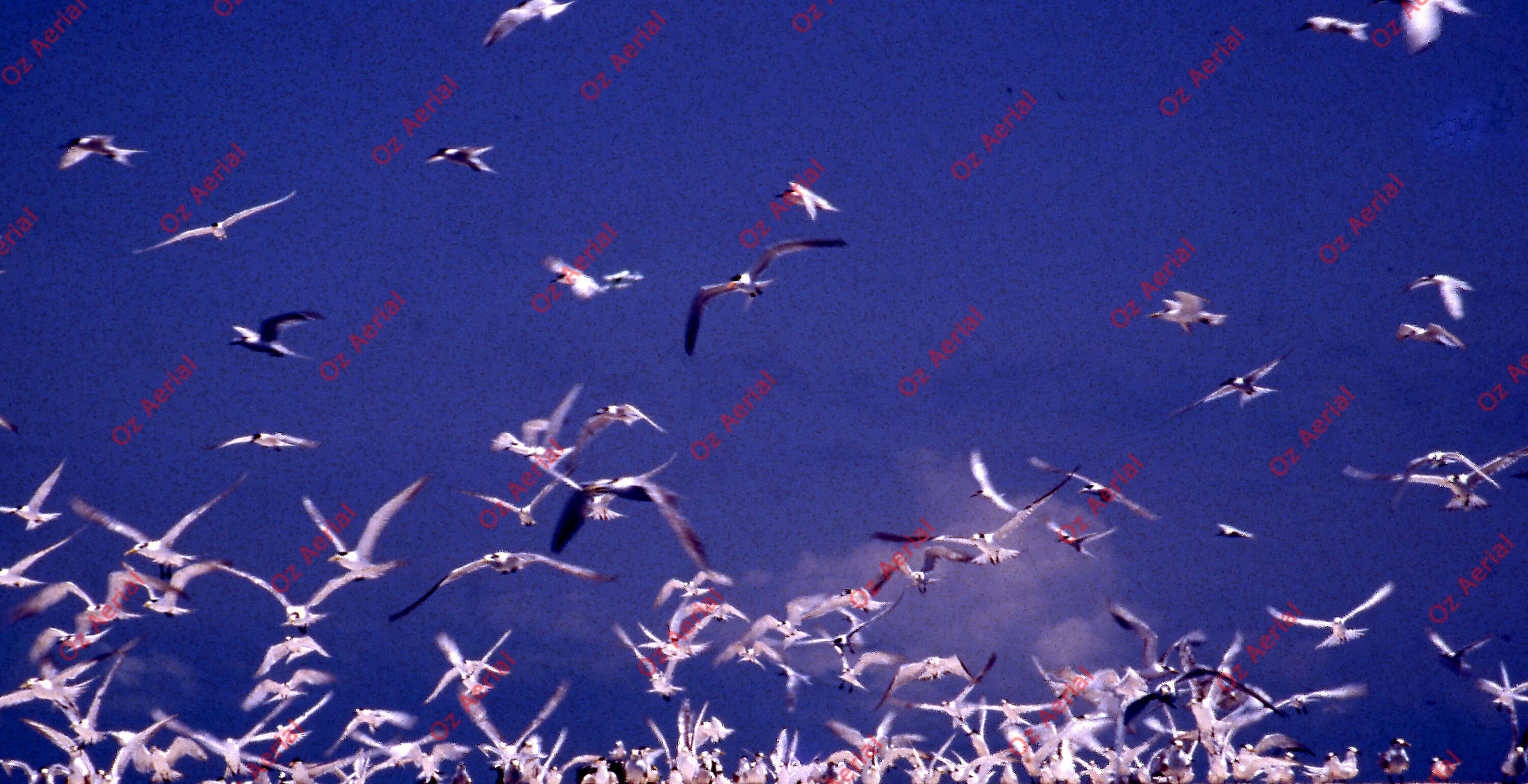 Rainforest to Reef&nbsp;&nbsp;–&nbsp;&nbsp;6095e0ea70c0f_i92.jpg