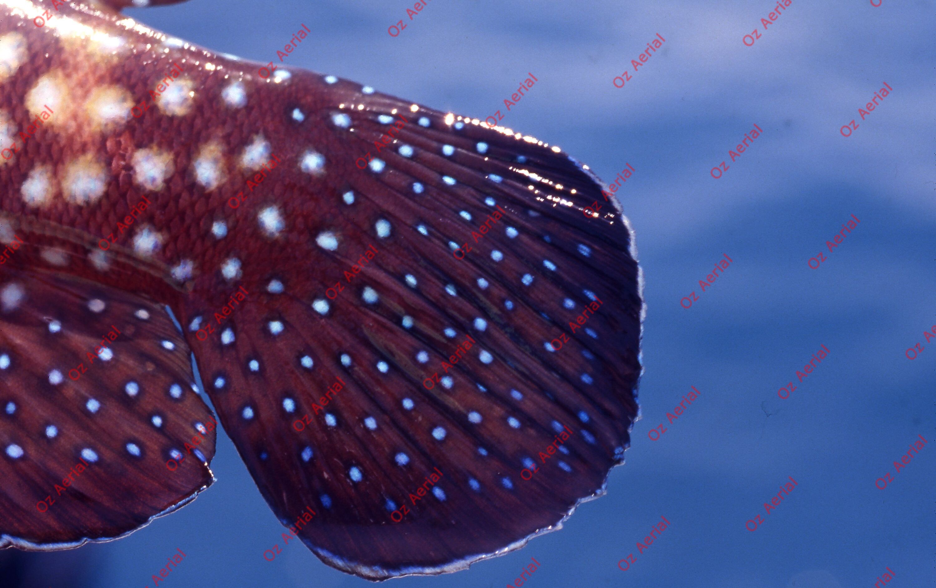 Something Fishy&nbsp;&nbsp;–&nbsp;&nbsp;6095ecccd93a2_j38.jpg