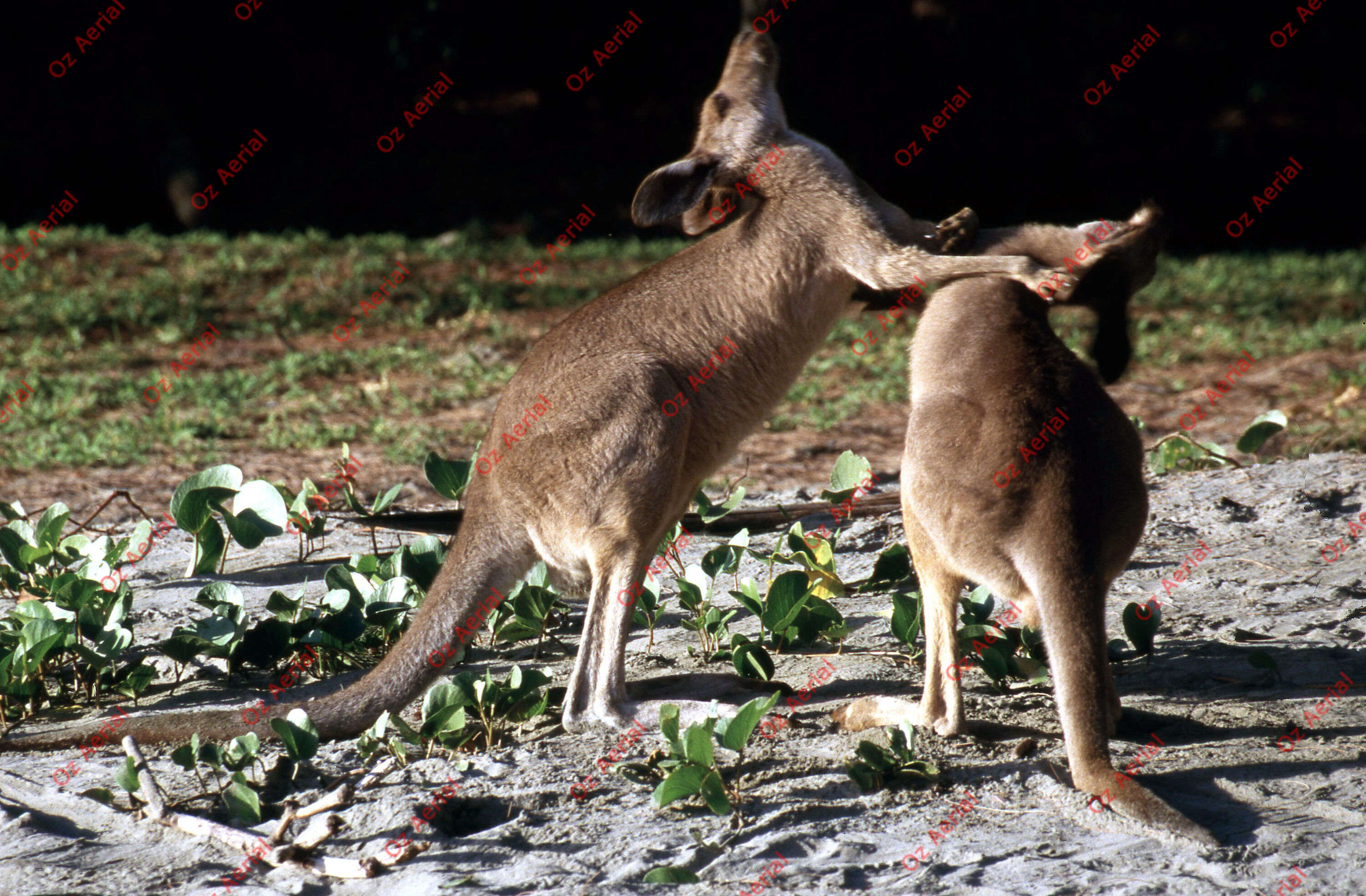 Rainforest to Reef&nbsp;&nbsp;–&nbsp;&nbsp;6095e0aed91be_i38.jpg