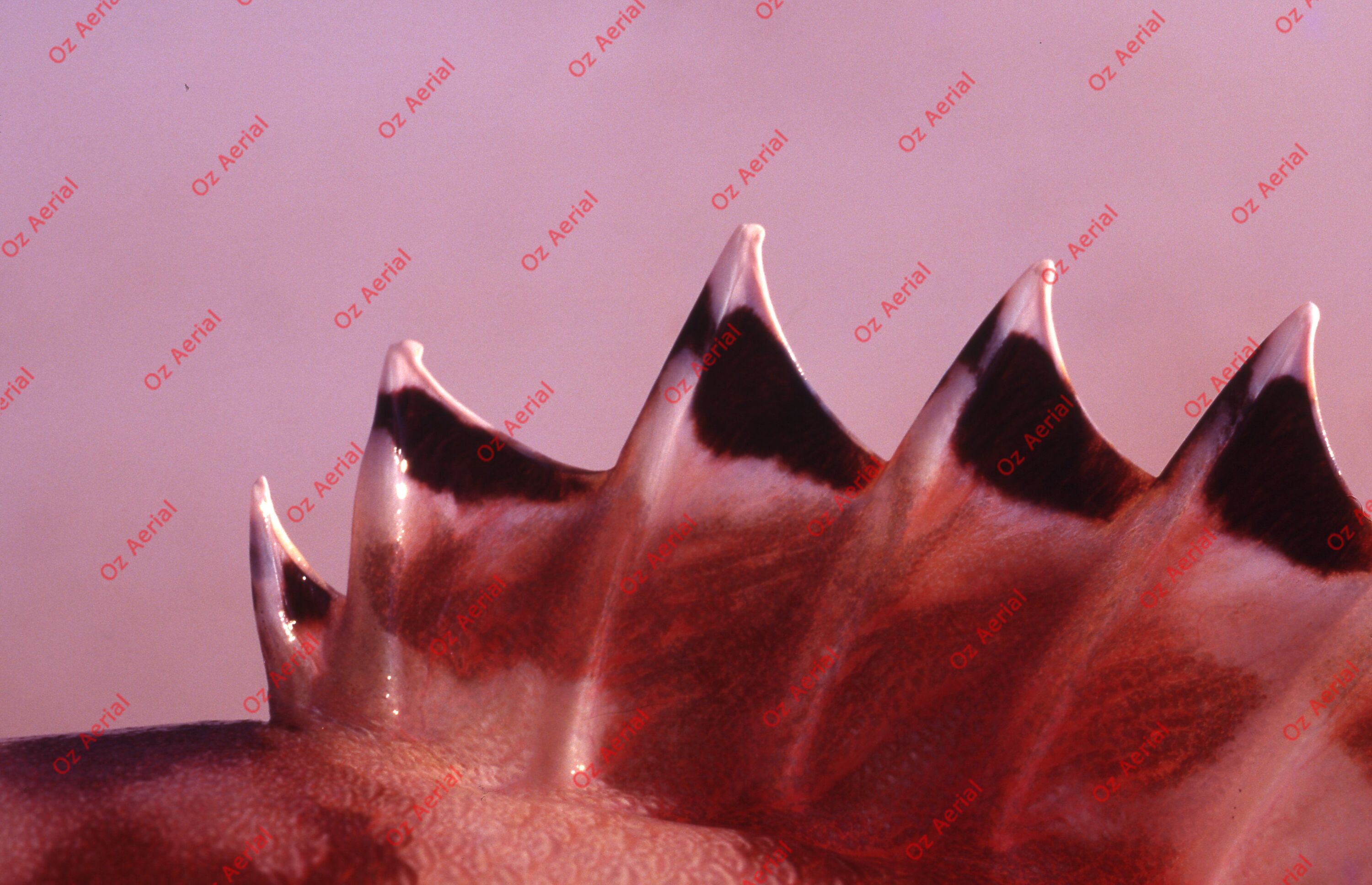 Something Fishy&nbsp;&nbsp;–&nbsp;&nbsp;6095ecf03e101_j77.jpg