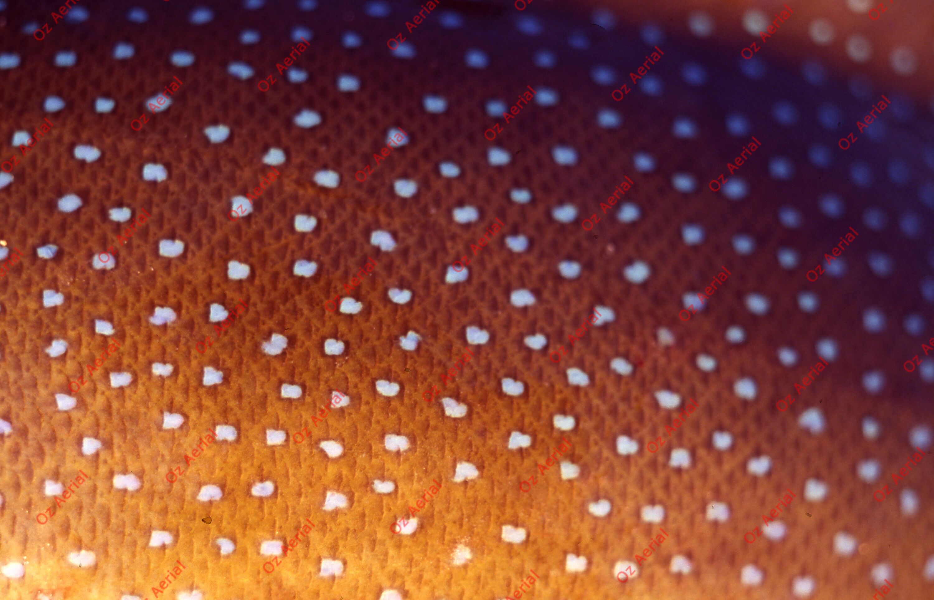 Something Fishy&nbsp;&nbsp;–&nbsp;&nbsp;6095ecfd0a425_j96.jpg