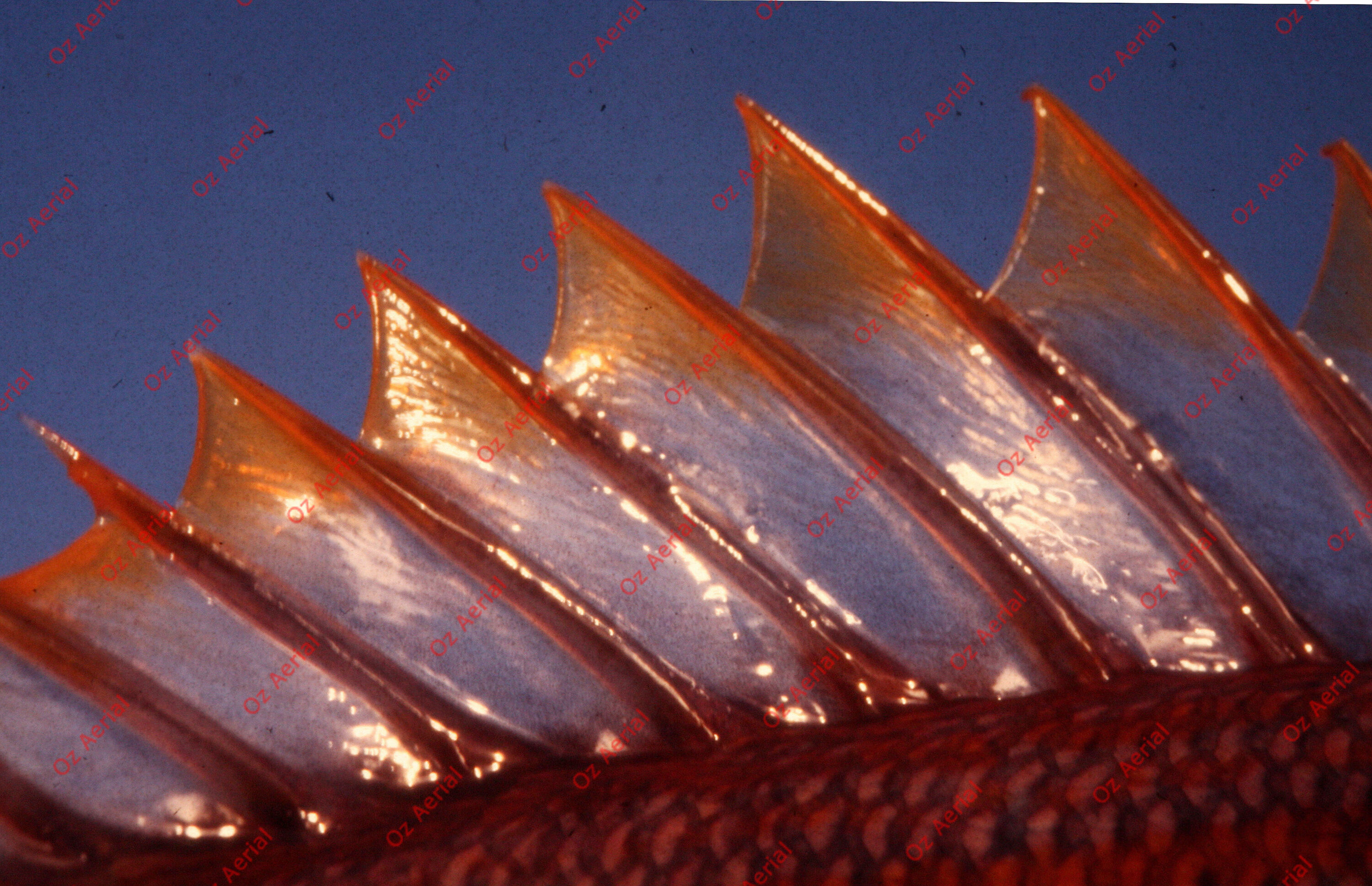 Something Fishy&nbsp;&nbsp;–&nbsp;&nbsp;6095ecdf9c2ec_j53.JPG