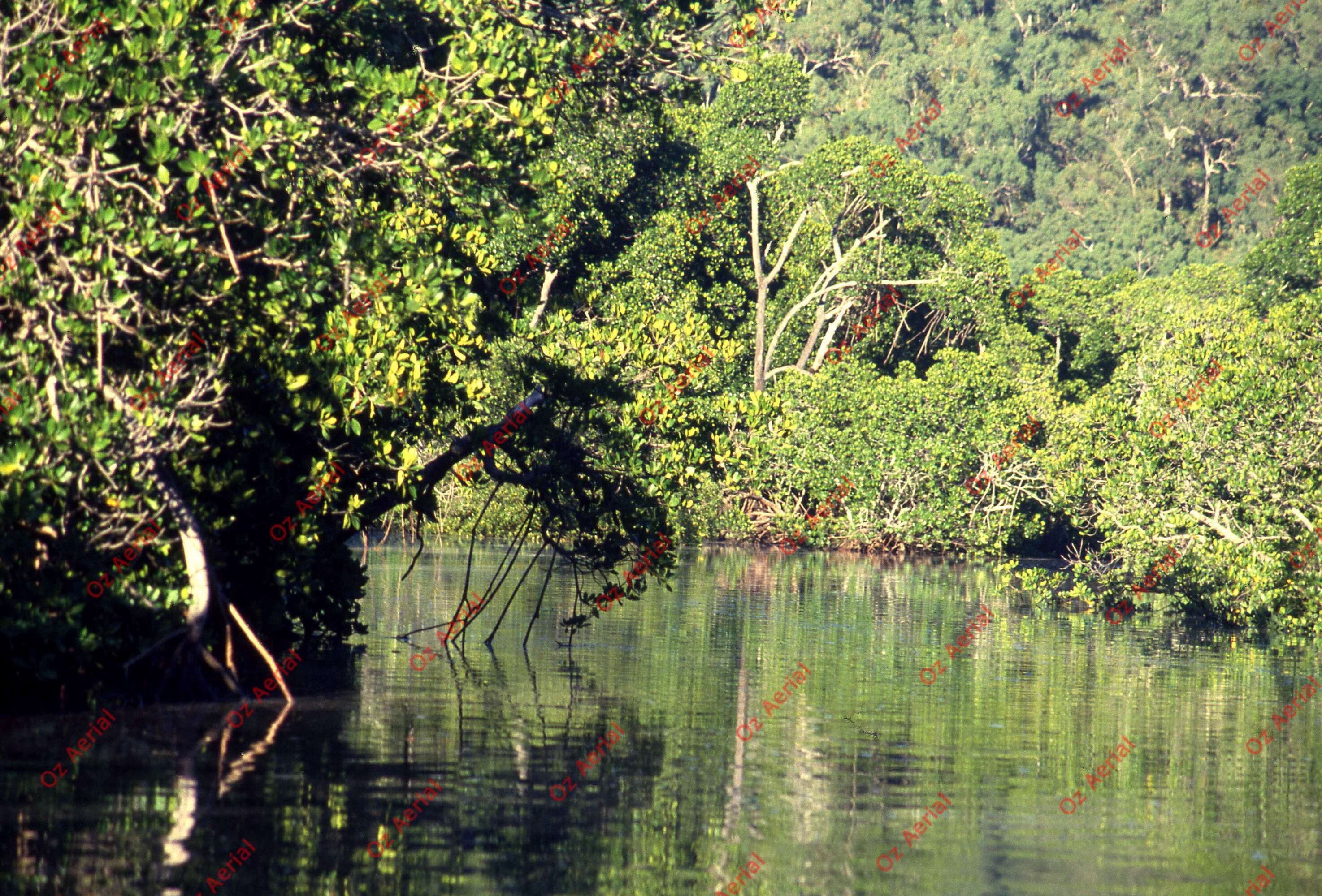 Rainforest to Reef&nbsp;&nbsp;–&nbsp;&nbsp;6095e09f464ce_i23.jpg