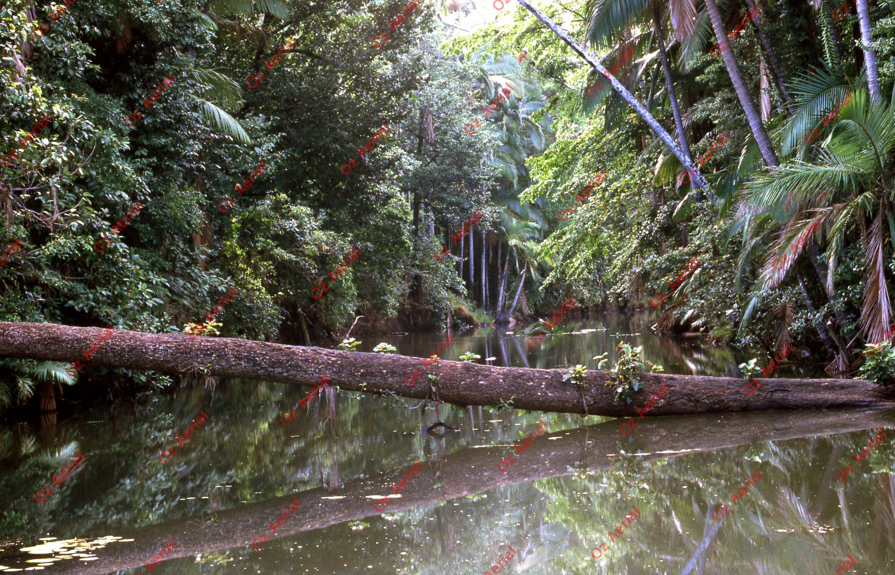 Rainforest to Reef&nbsp;&nbsp;–&nbsp;&nbsp;6095e0a8eda3d_i29.jpg