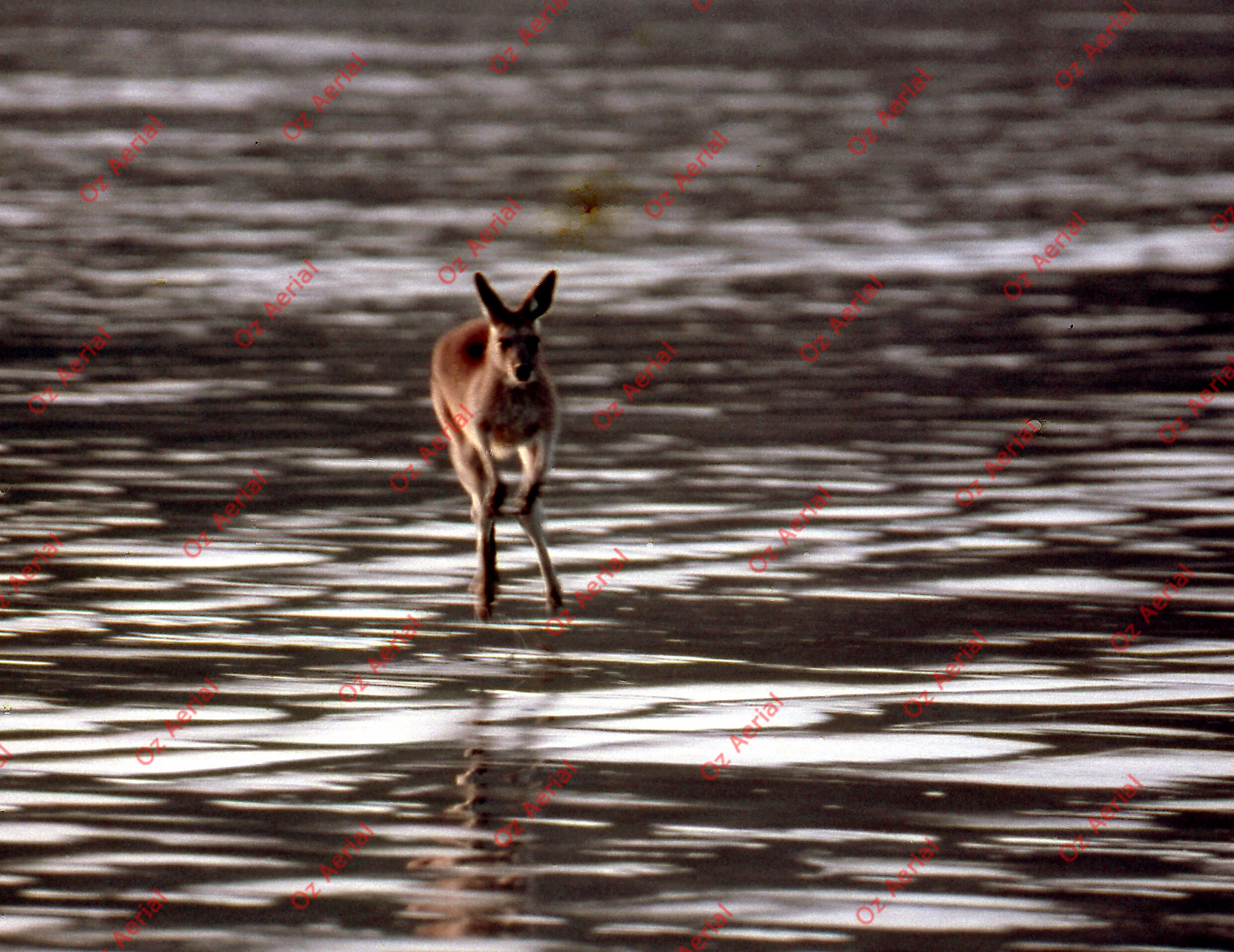 Rainforest to Reef&nbsp;&nbsp;–&nbsp;&nbsp;6095e0adcbae7_i40.jpg