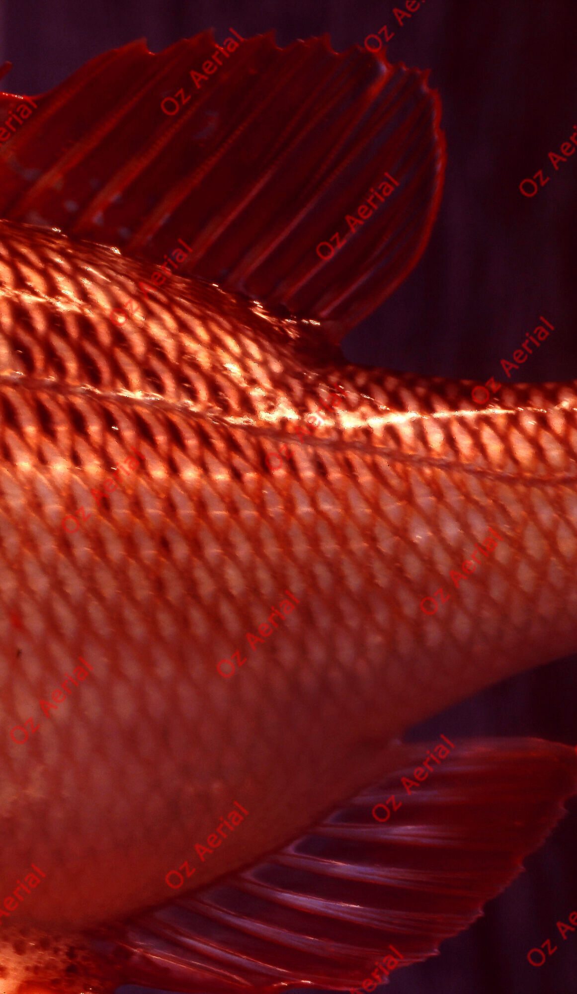 Something Fishy&nbsp;&nbsp;–&nbsp;&nbsp;6095ecfaa265f_j91.jpg