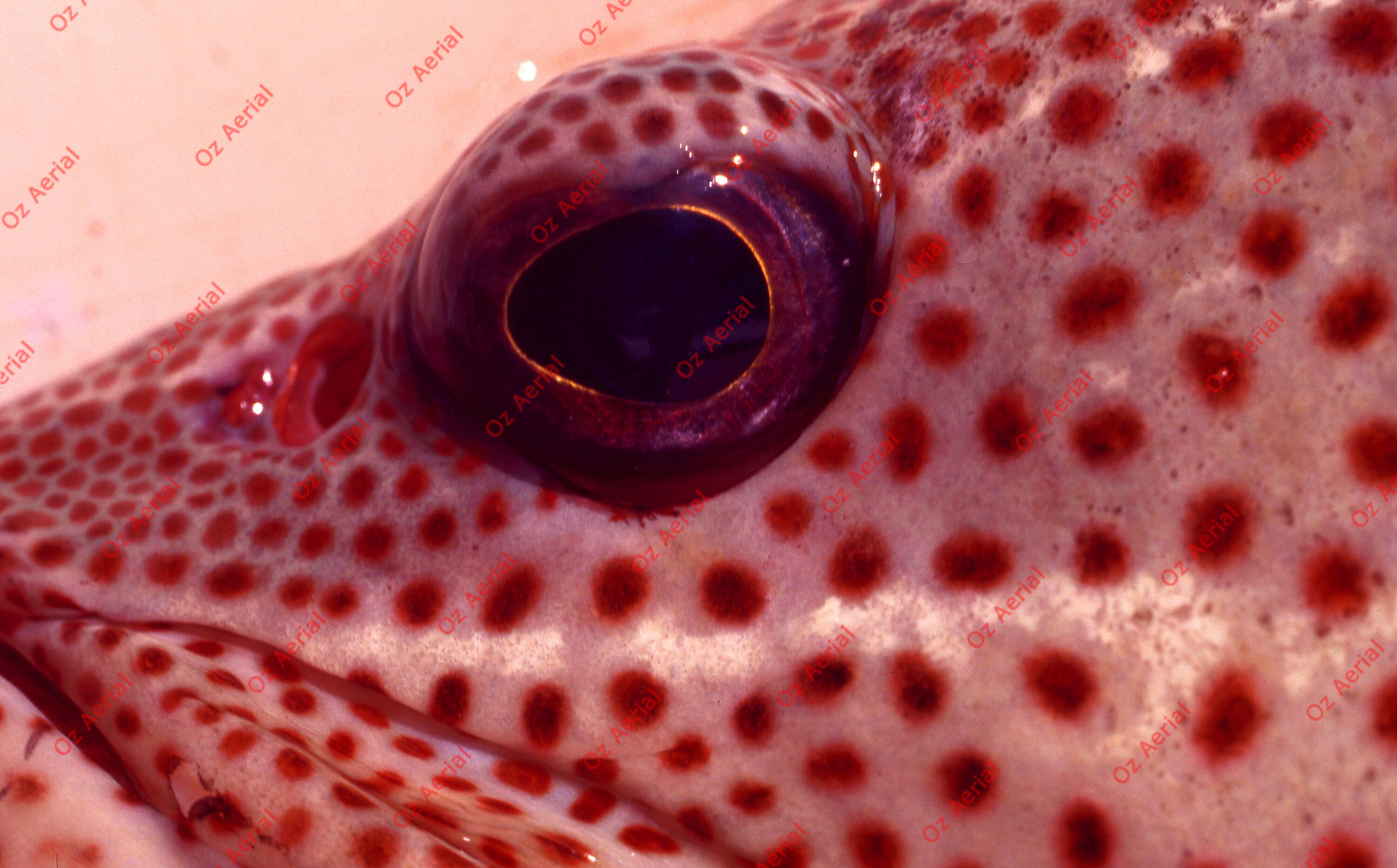 Something Fishy&nbsp;&nbsp;–&nbsp;&nbsp;6095ecd09d34a_j39.jpg