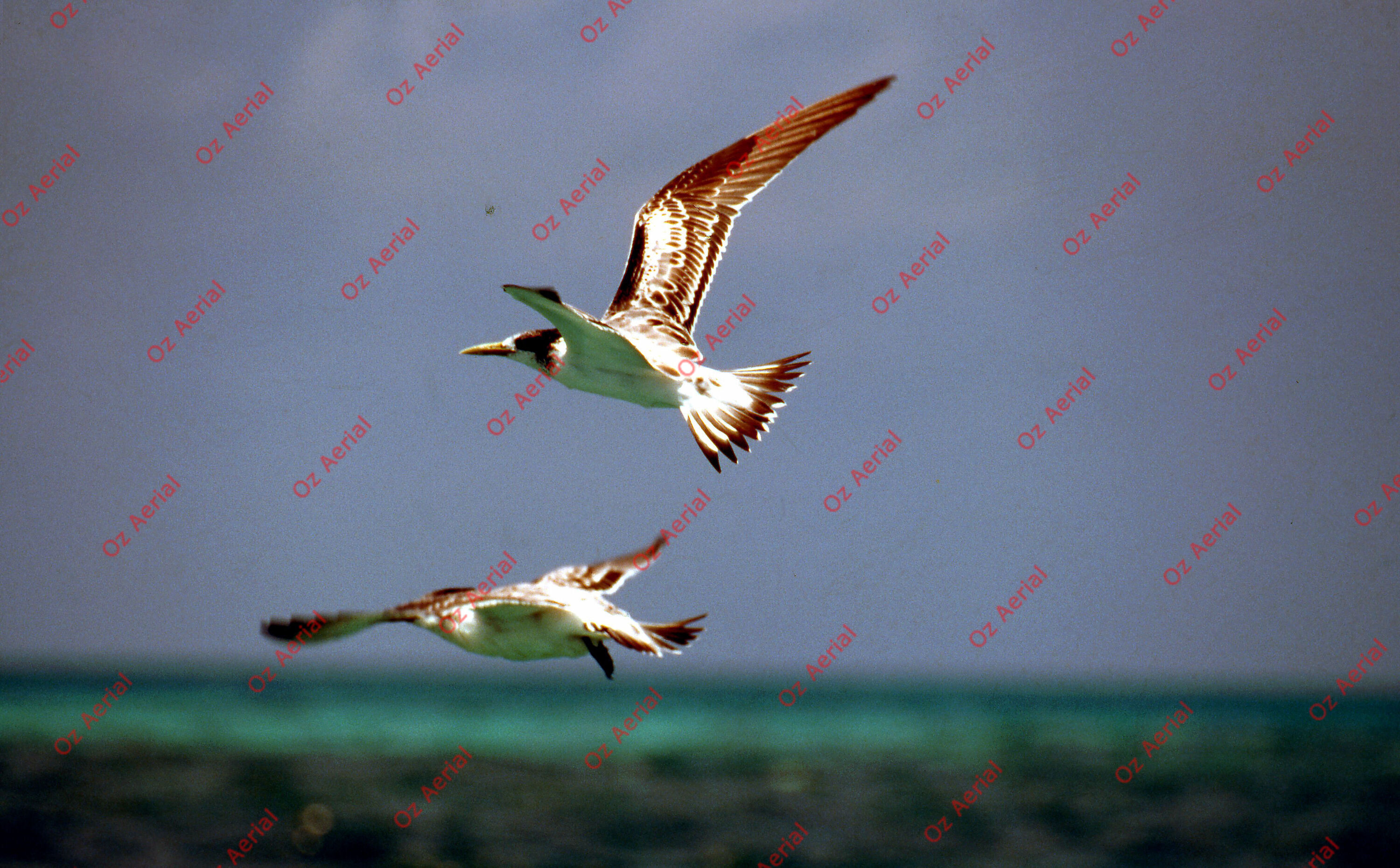 Rainforest to Reef&nbsp;&nbsp;–&nbsp;&nbsp;6095e0b7342d9_i49.jpg