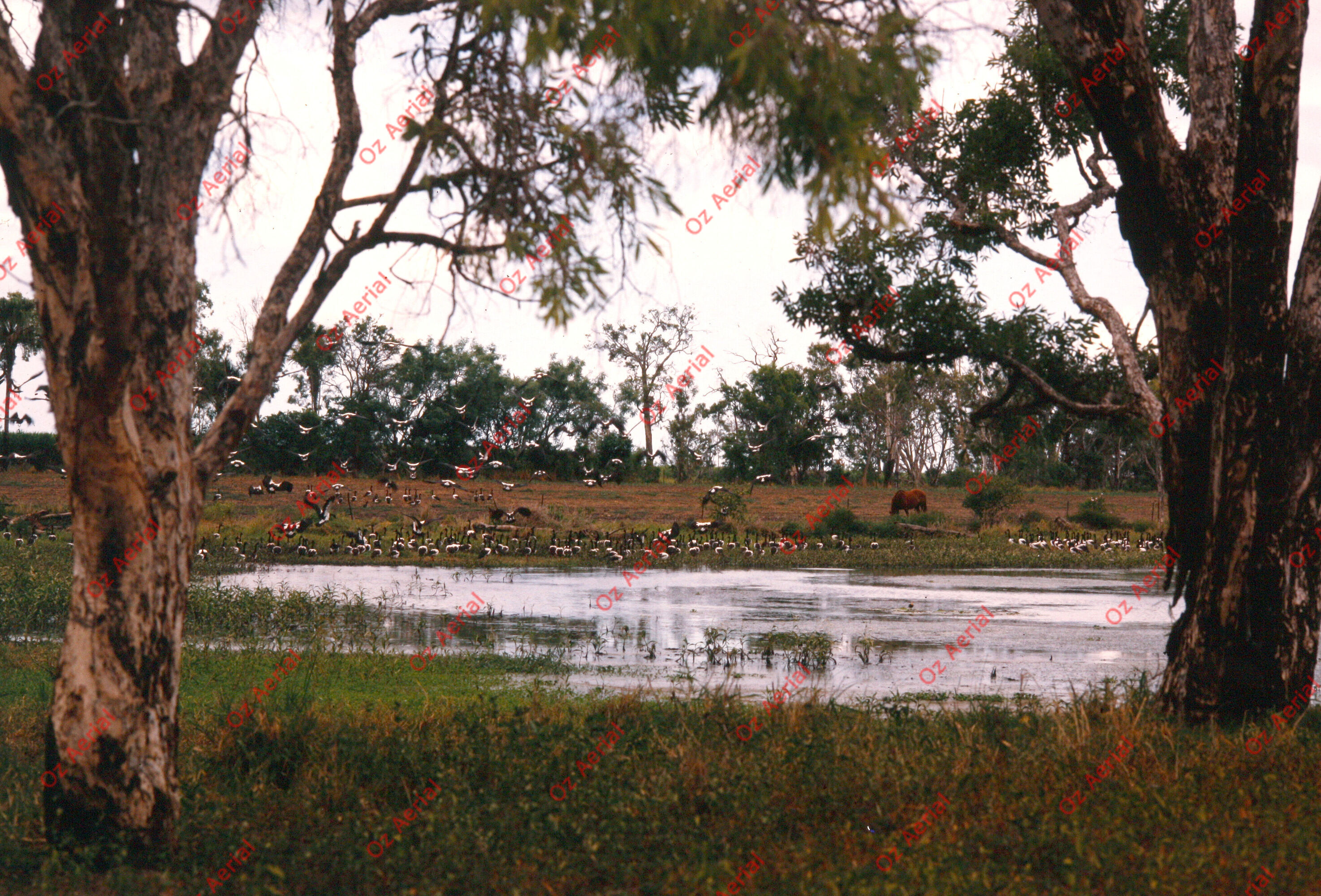 Rainforest to Reef&nbsp;&nbsp;–&nbsp;&nbsp;6095e0bc4d7b5_i48.JPG