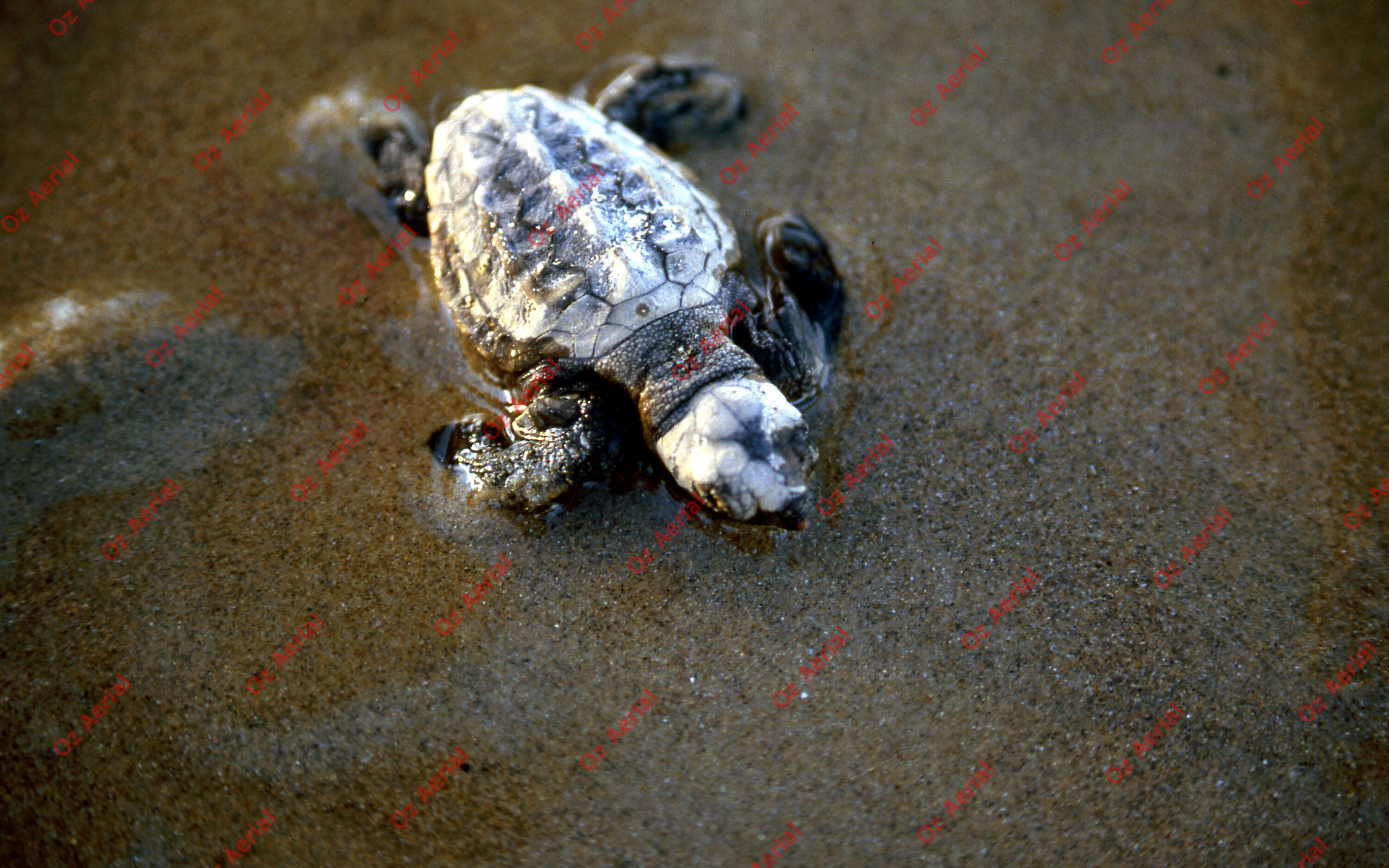 Rainforest to Reef&nbsp;&nbsp;–&nbsp;&nbsp;6095e0a00575a_i26.jpg