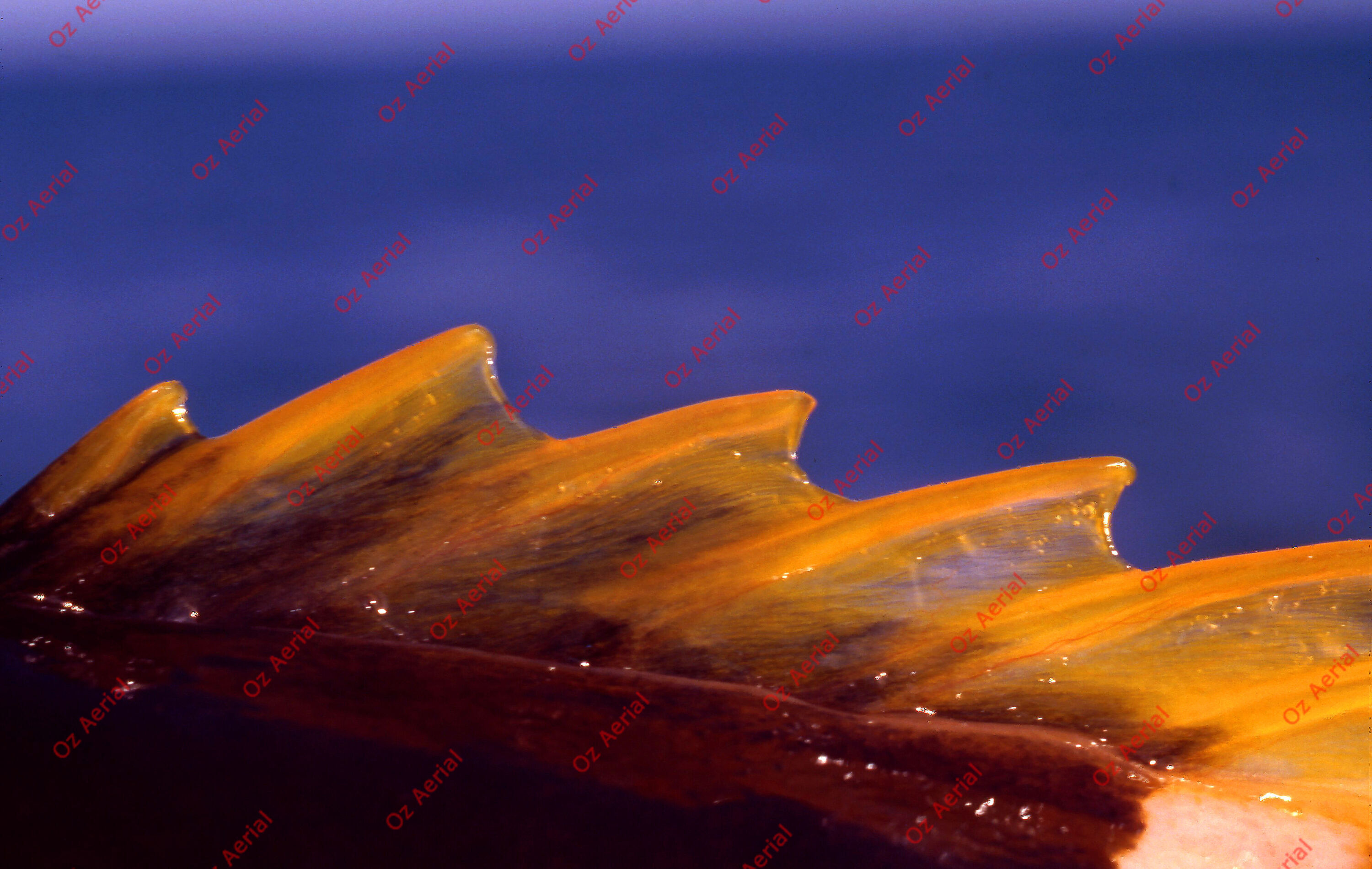 Something Fishy&nbsp;&nbsp;–&nbsp;&nbsp;6095ecb1695af_j03.jpg