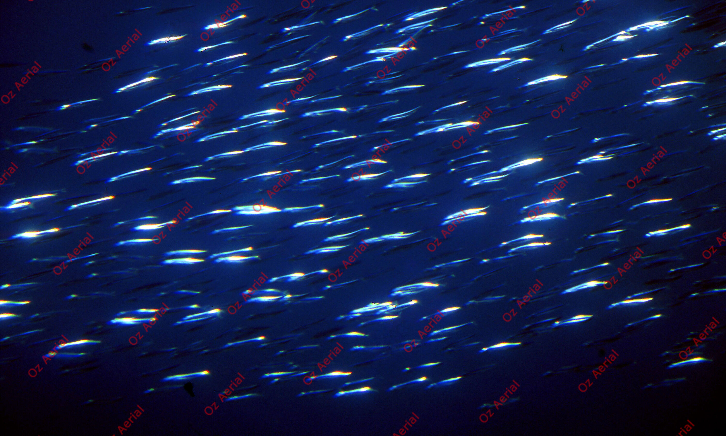 Rainforest to Reef&nbsp;&nbsp;–&nbsp;&nbsp;6095e0df472df_i83.jpg