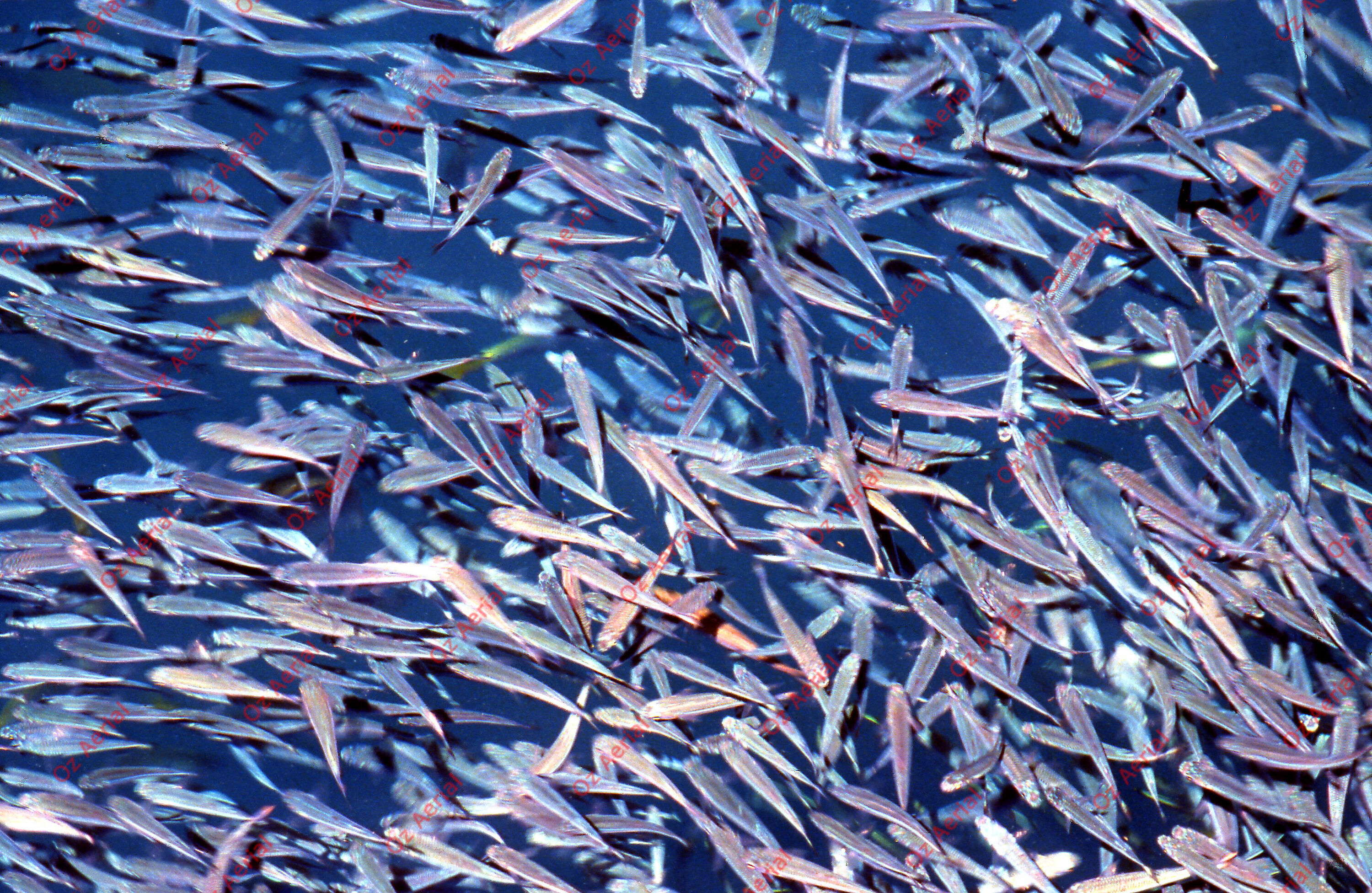 Rainforest to Reef&nbsp;&nbsp;–&nbsp;&nbsp;6095e0d663992_i70.jpg