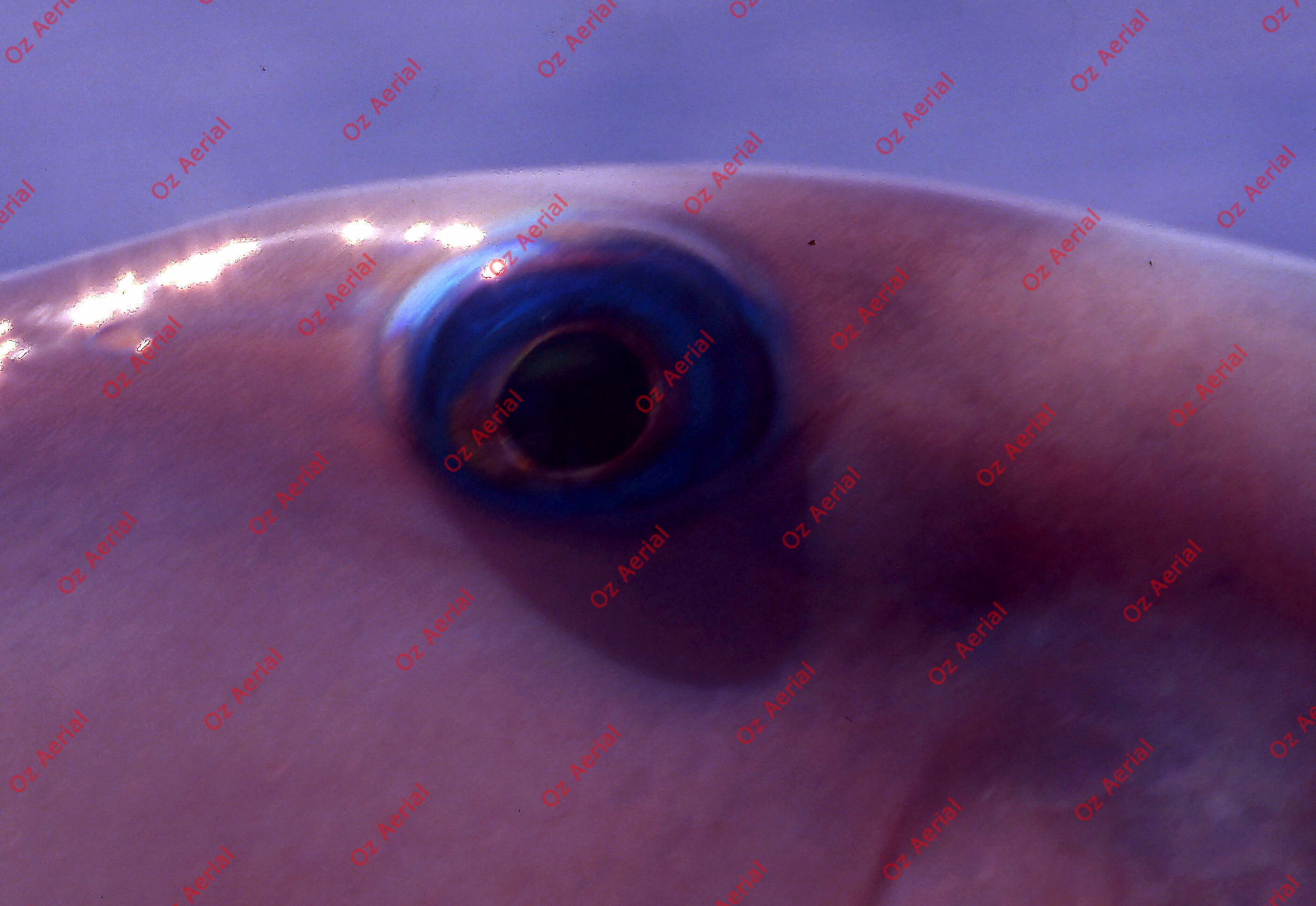 Something Fishy&nbsp;&nbsp;–&nbsp;&nbsp;6095ecf61f4d8_j85.jpg