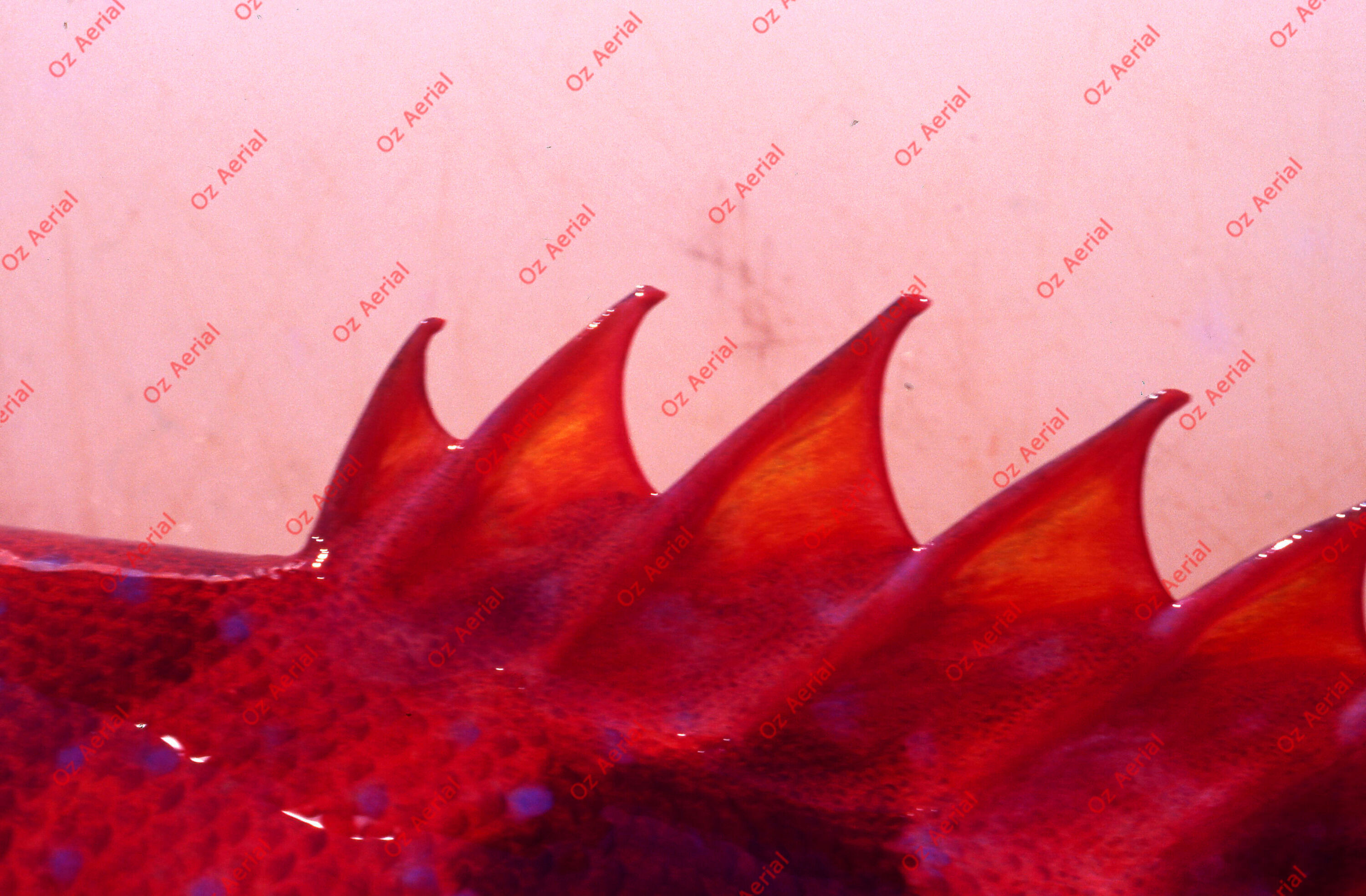 Something Fishy&nbsp;&nbsp;–&nbsp;&nbsp;6095ecc4742ca_j26.jpg