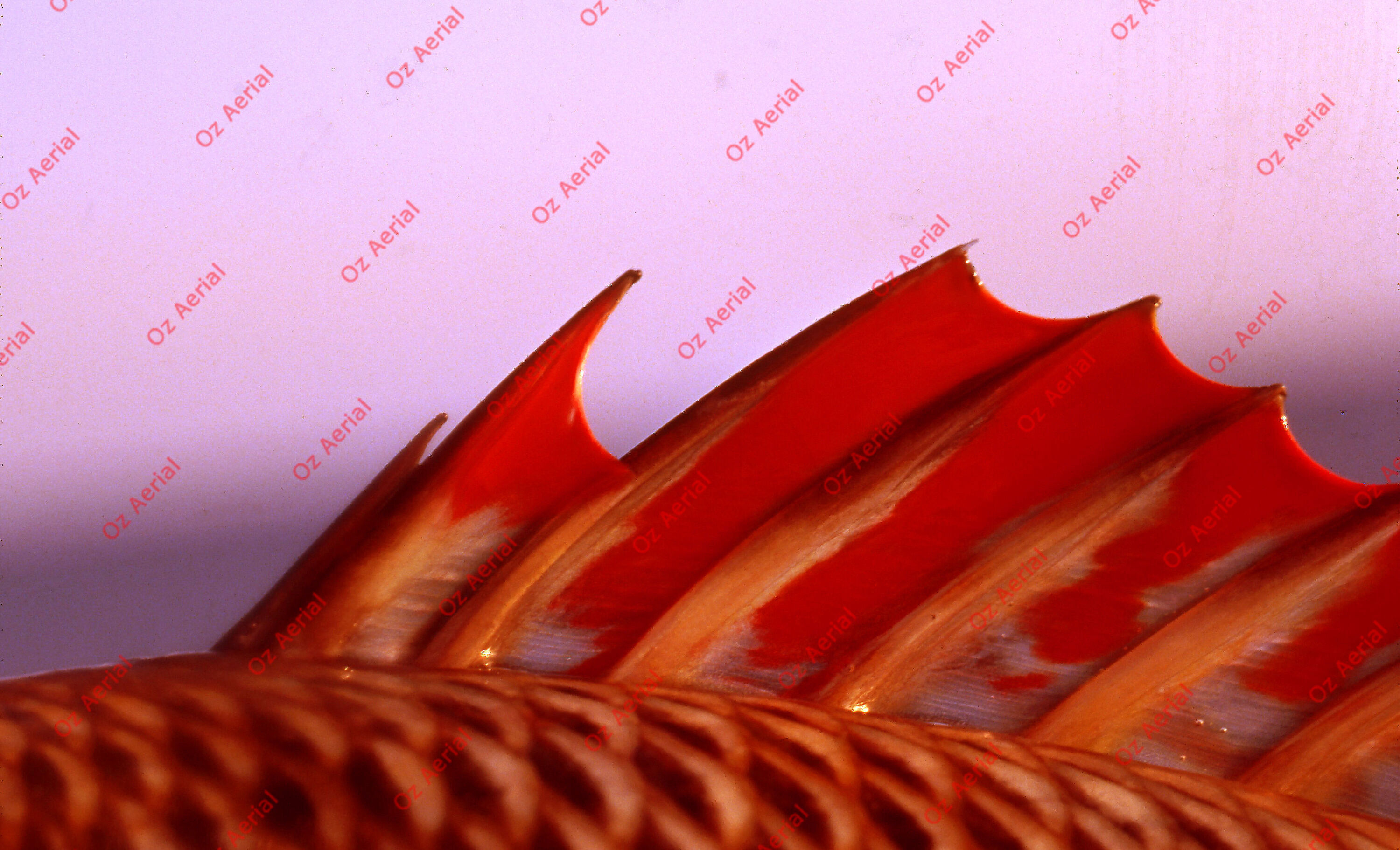 Something Fishy&nbsp;&nbsp;–&nbsp;&nbsp;6095ecdf3e9b8_j57.jpg