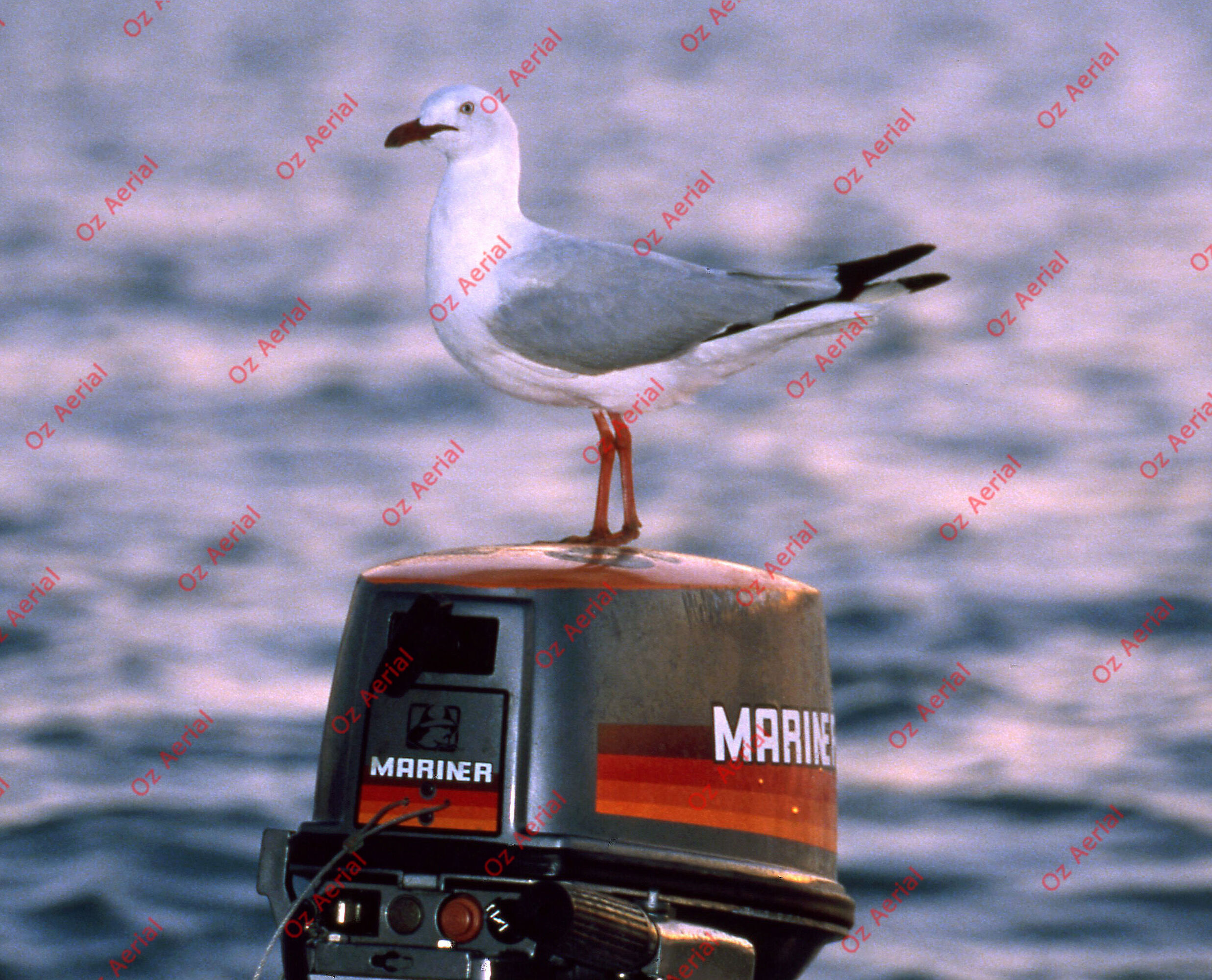 Rainforest to Reef&nbsp;&nbsp;–&nbsp;&nbsp;6095e0b8ae3f5_i51.jpg