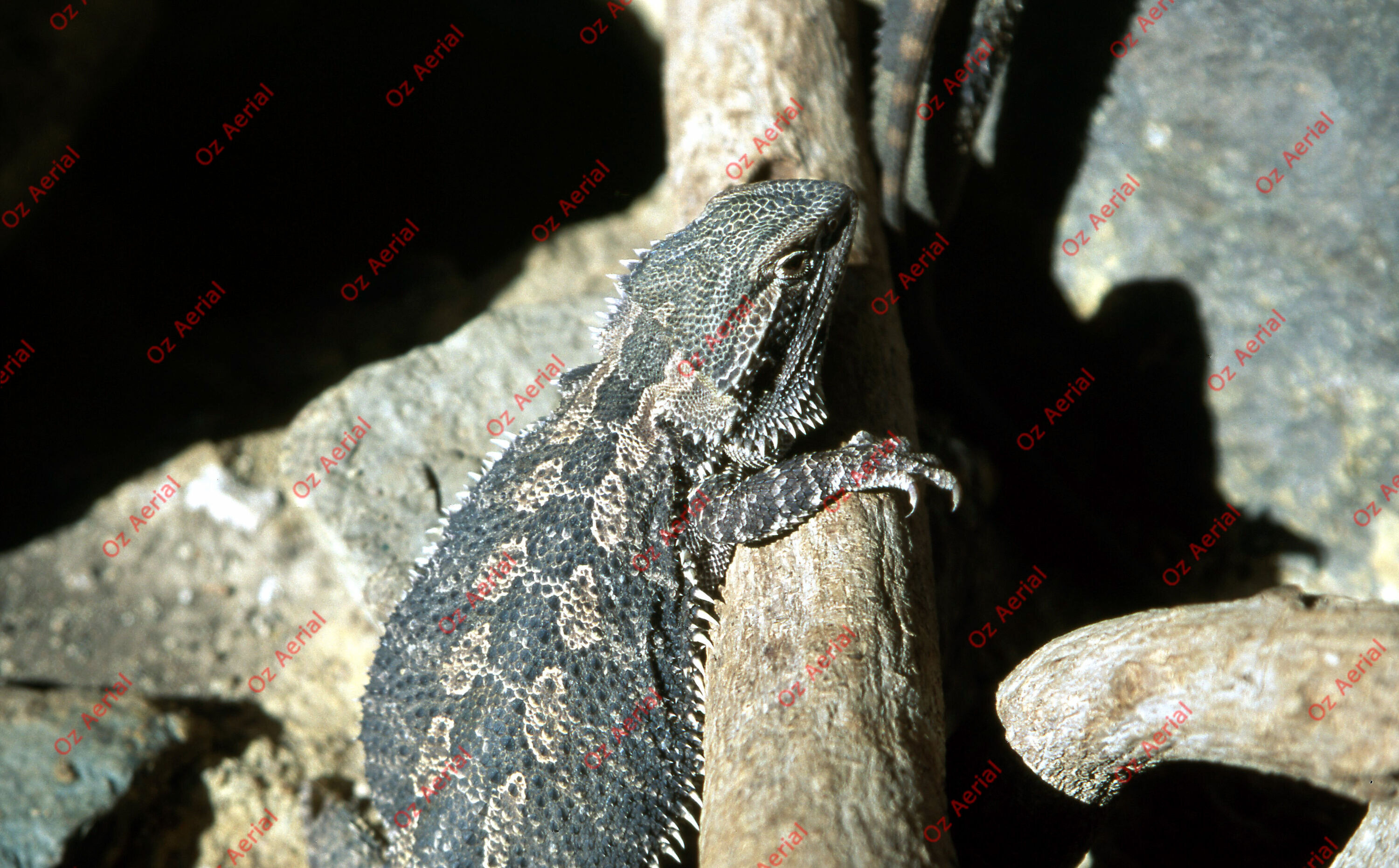 Rainforest to Reef&nbsp;&nbsp;–&nbsp;&nbsp;6095e08a48a85_i07.jpg