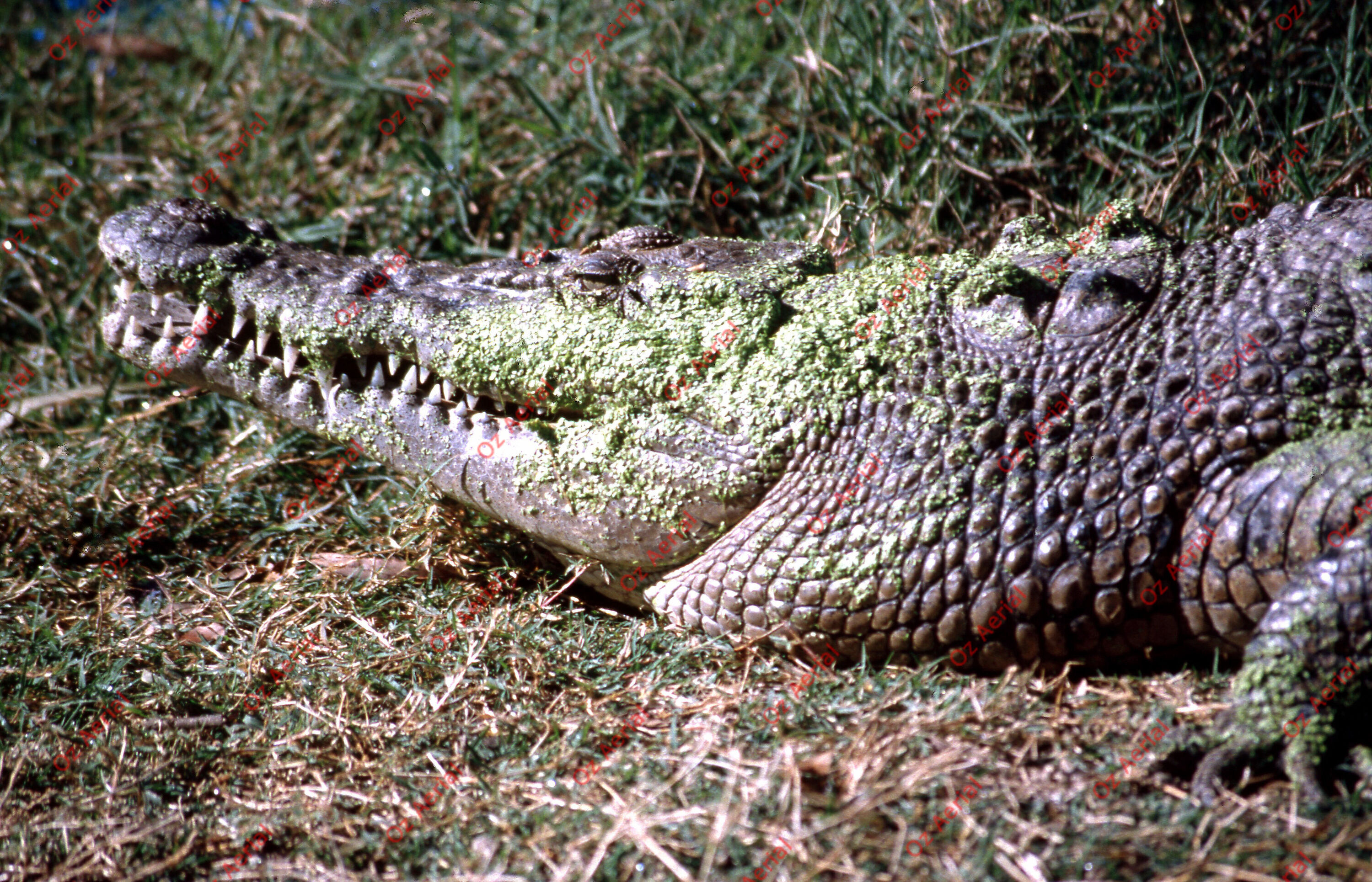 Rainforest to Reef&nbsp;&nbsp;–&nbsp;&nbsp;6095e0a505323_i28.jpg