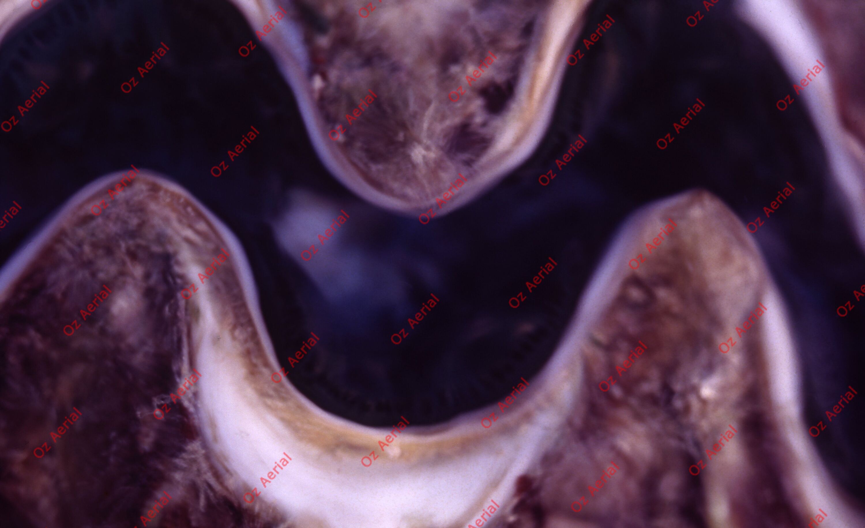 Something Fishy&nbsp;&nbsp;–&nbsp;&nbsp;6095ecb30608b_j09.jpg