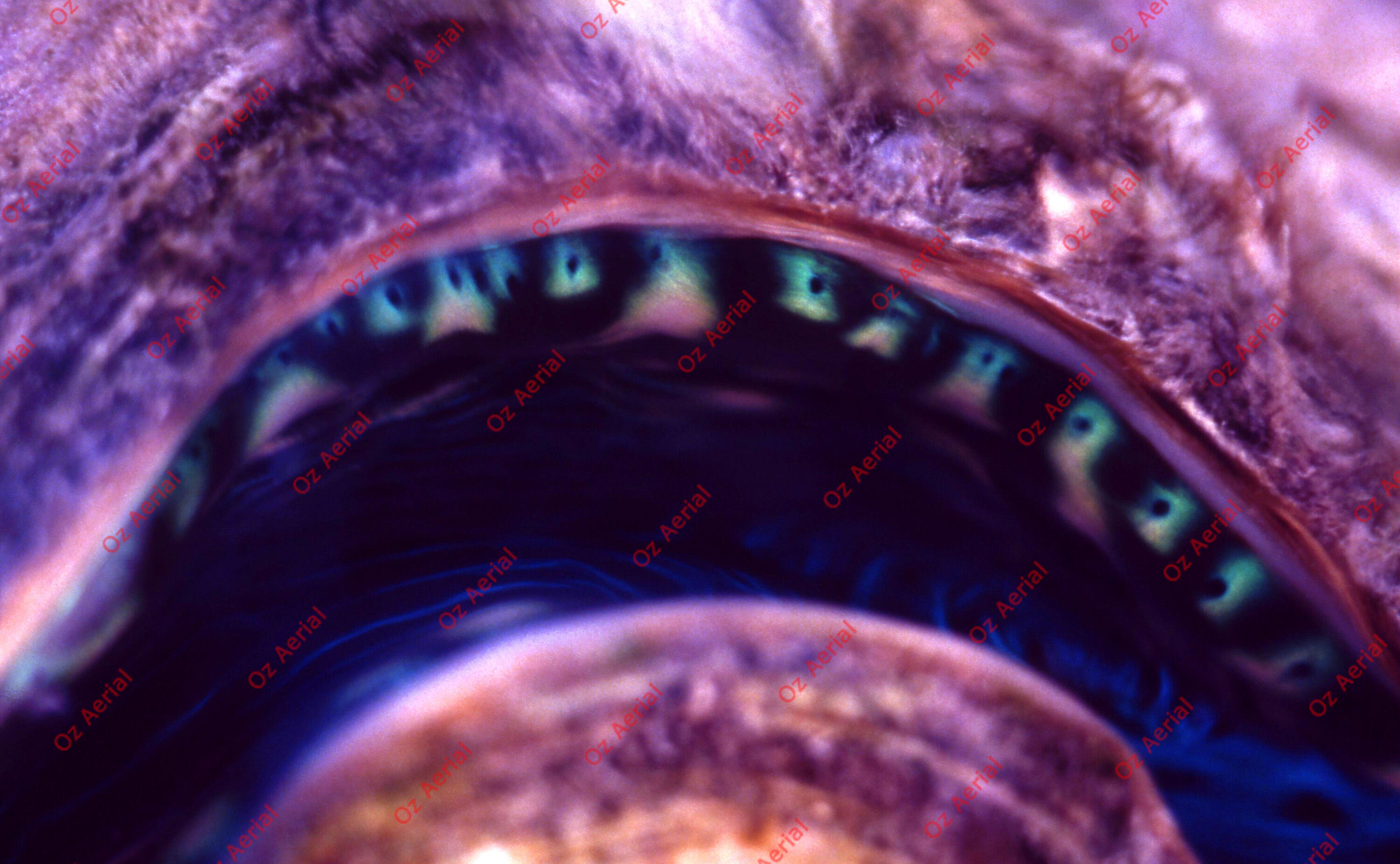 Something Fishy&nbsp;&nbsp;–&nbsp;&nbsp;6095ecbfd832b_j21.jpg