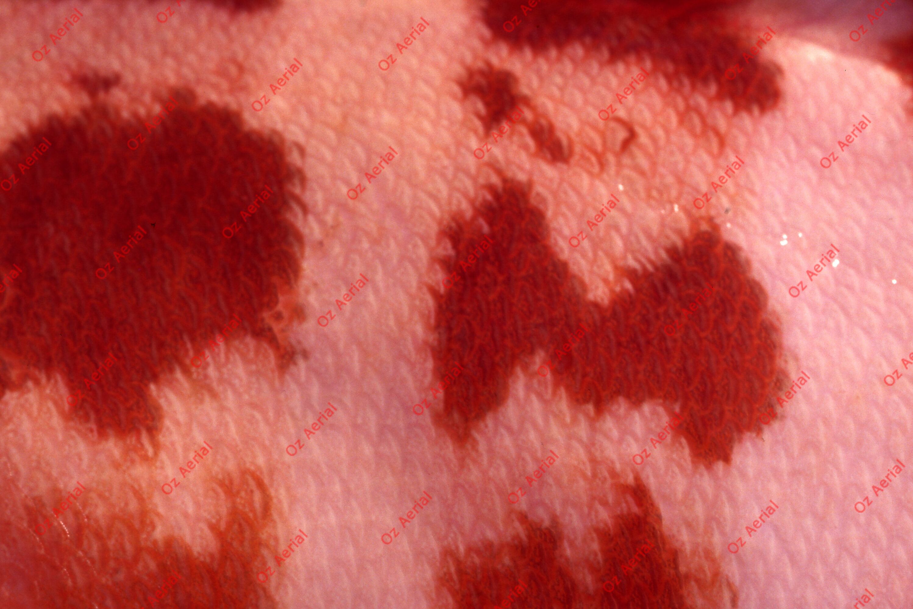 Something Fishy&nbsp;&nbsp;–&nbsp;&nbsp;6095ece29f2a3_j62.jpg