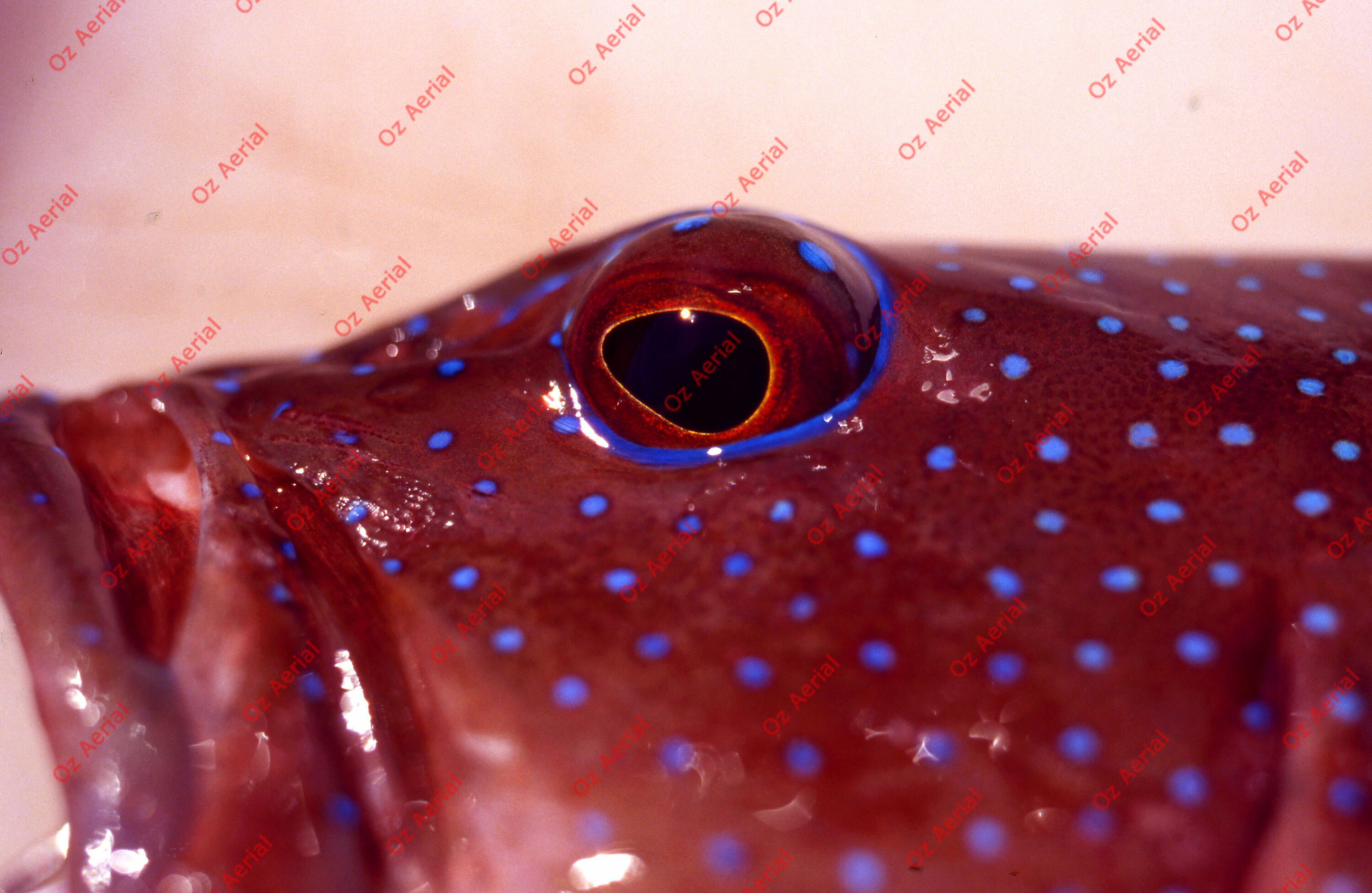 Something Fishy&nbsp;&nbsp;–&nbsp;&nbsp;6095ecff2ddd4_j95.jpg