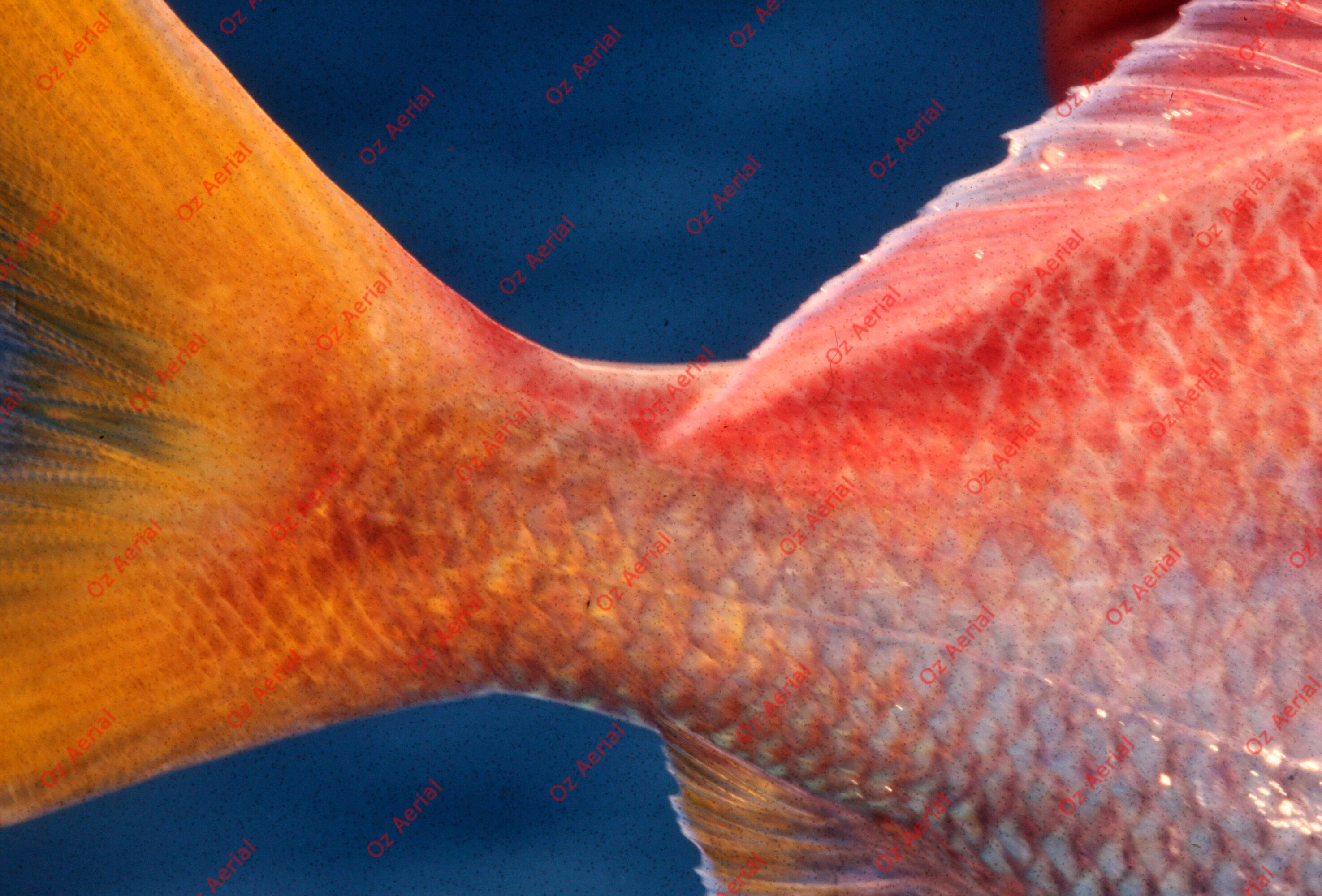 Something Fishy&nbsp;&nbsp;–&nbsp;&nbsp;6095ecdd5715a_j52.JPG