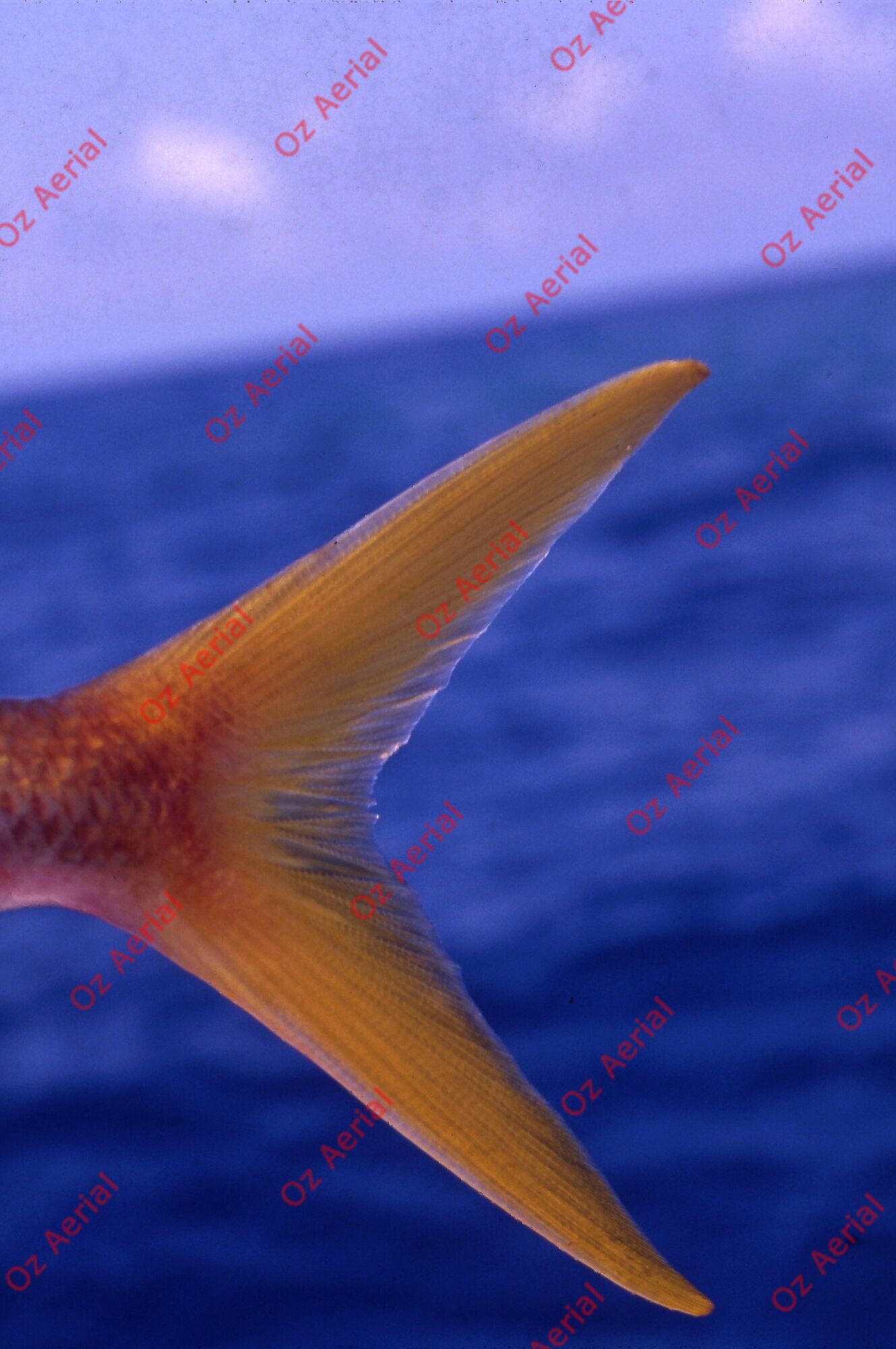 Something Fishy&nbsp;&nbsp;–&nbsp;&nbsp;6095ecffe75f4_j100.jpg