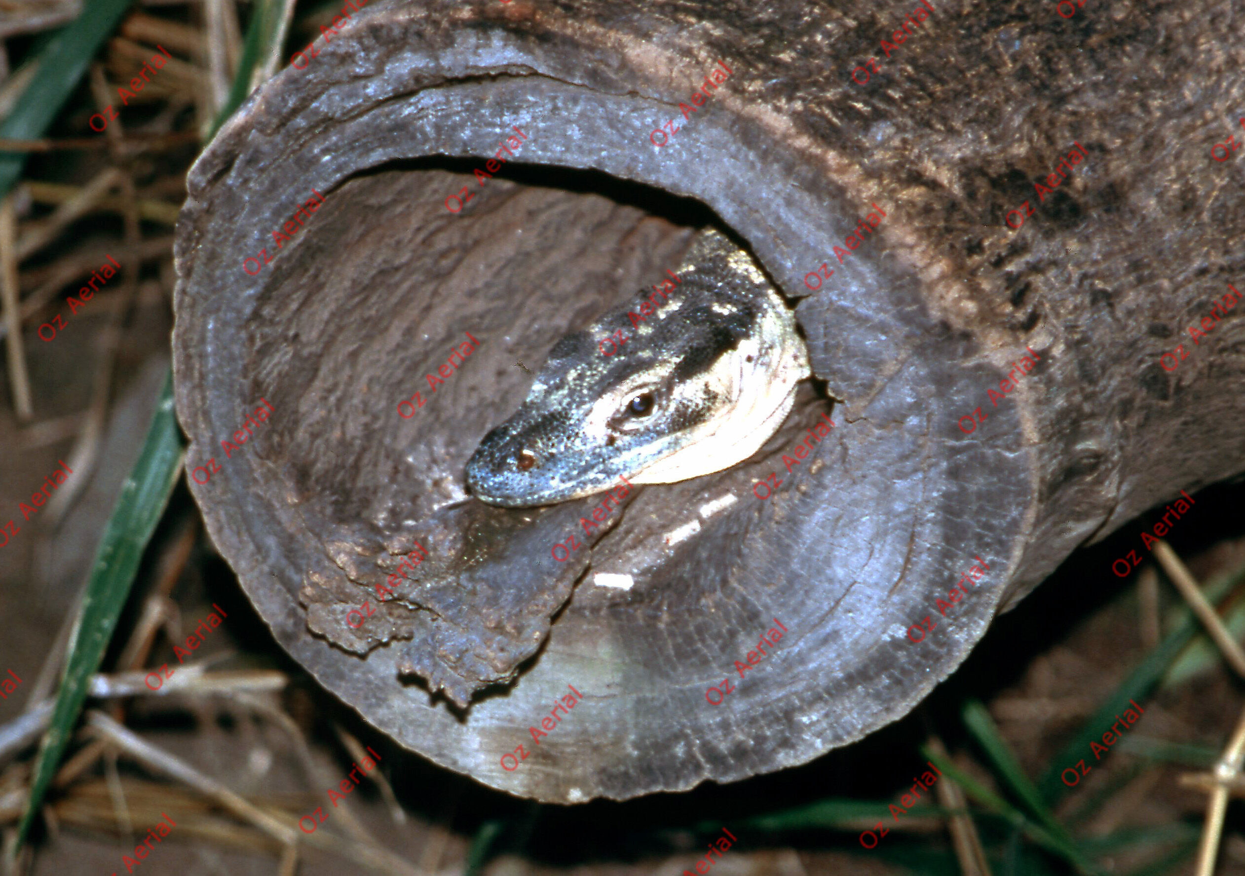 Rainforest to Reef&nbsp;&nbsp;–&nbsp;&nbsp;6095e08540f48_i05.jpg