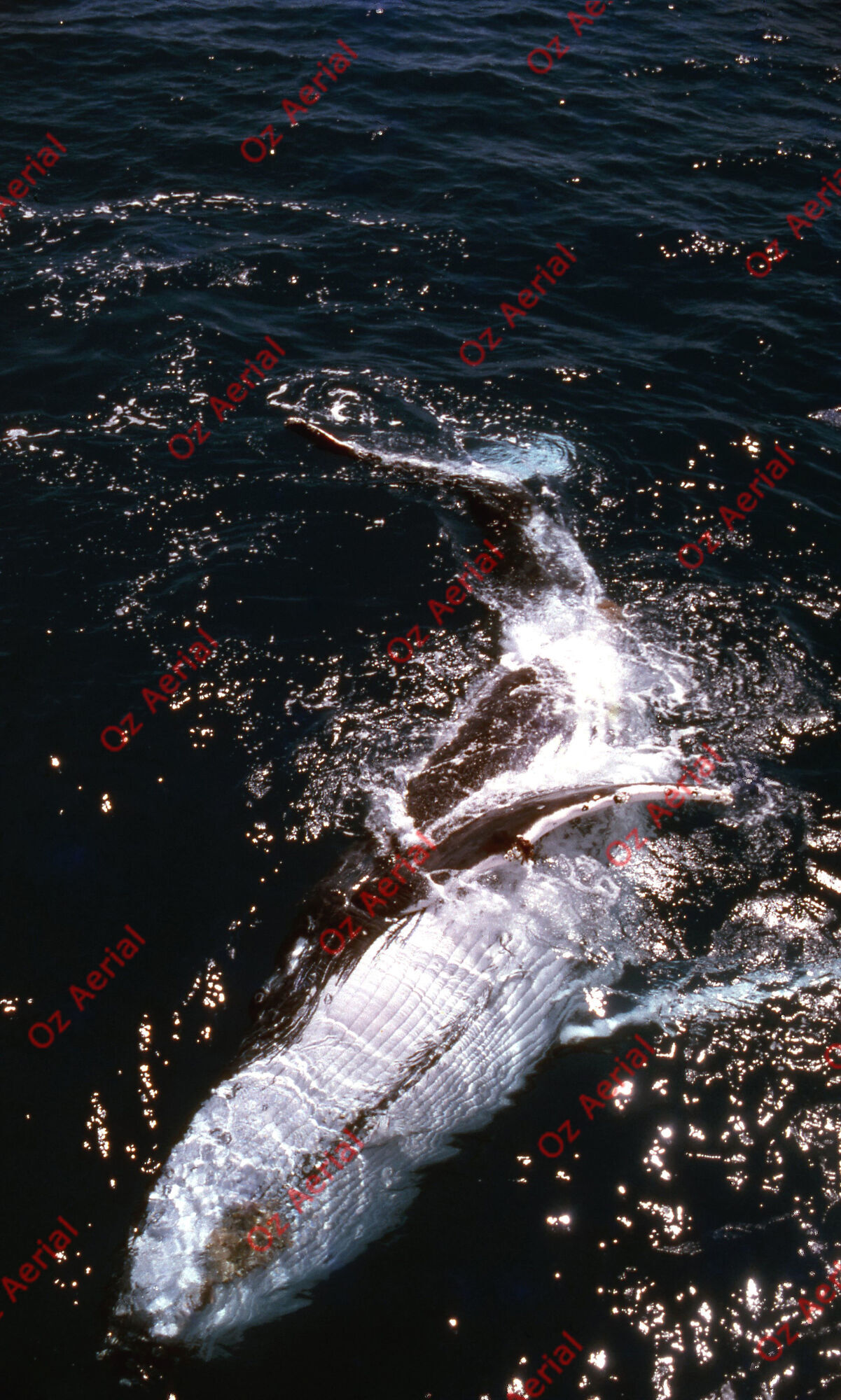 Rainforest to Reef&nbsp;&nbsp;–&nbsp;&nbsp;6095e0c4e3246_i60.jpg