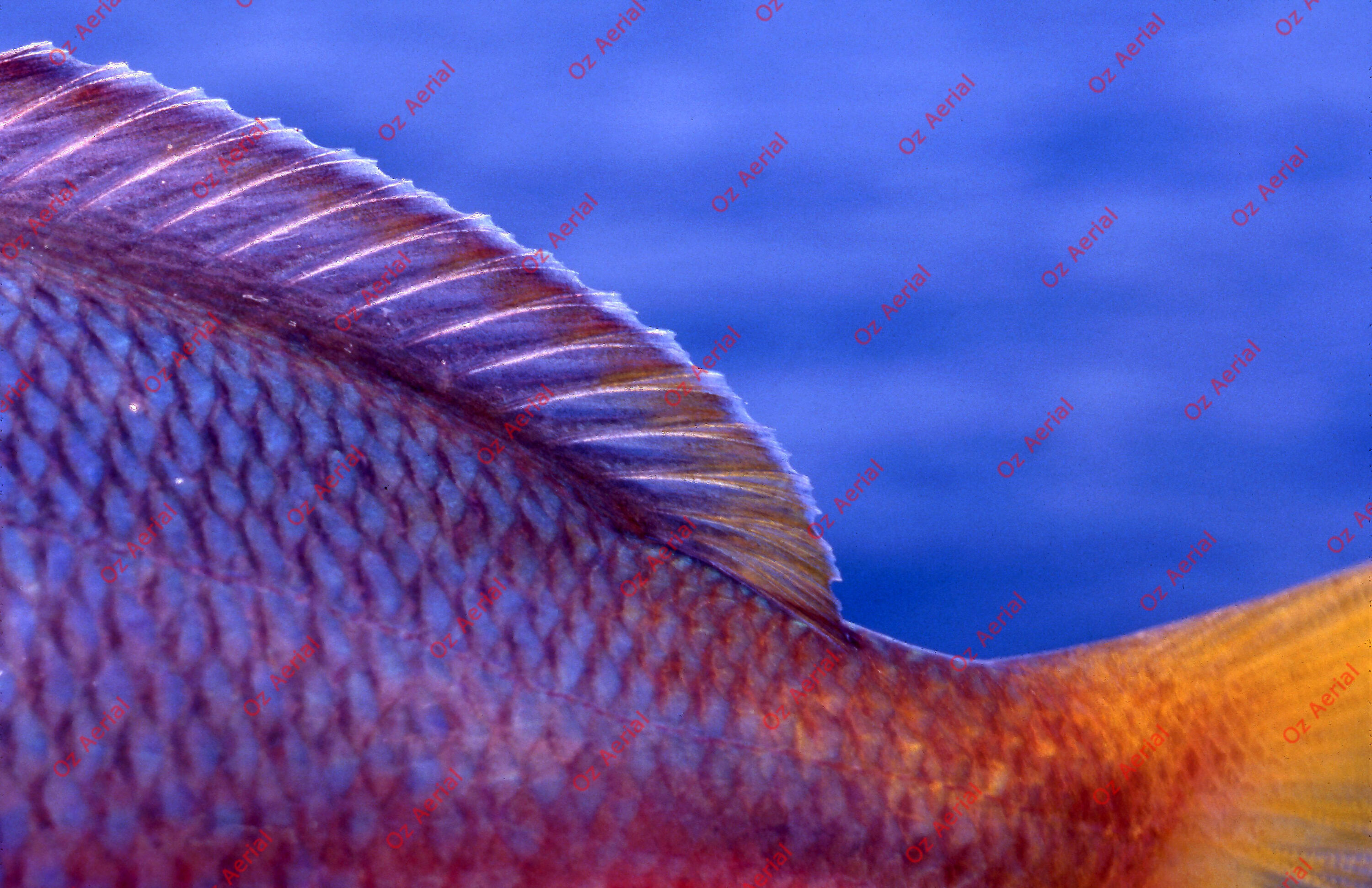 Something Fishy&nbsp;&nbsp;–&nbsp;&nbsp;6095ecde2fc5a_j54.jpg