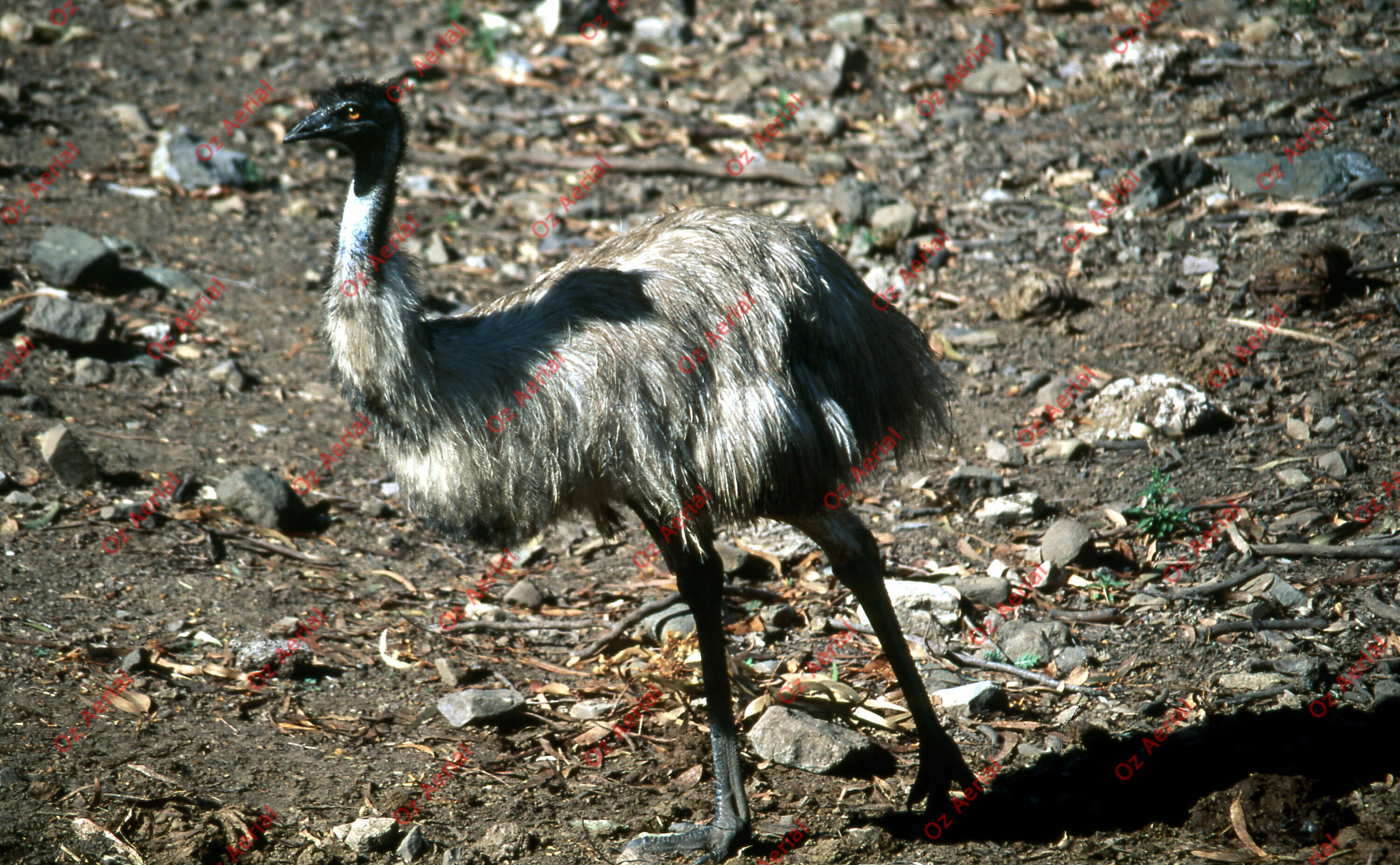 Rainforest to Reef&nbsp;&nbsp;–&nbsp;&nbsp;6095e08bdad5b_i09.jpg