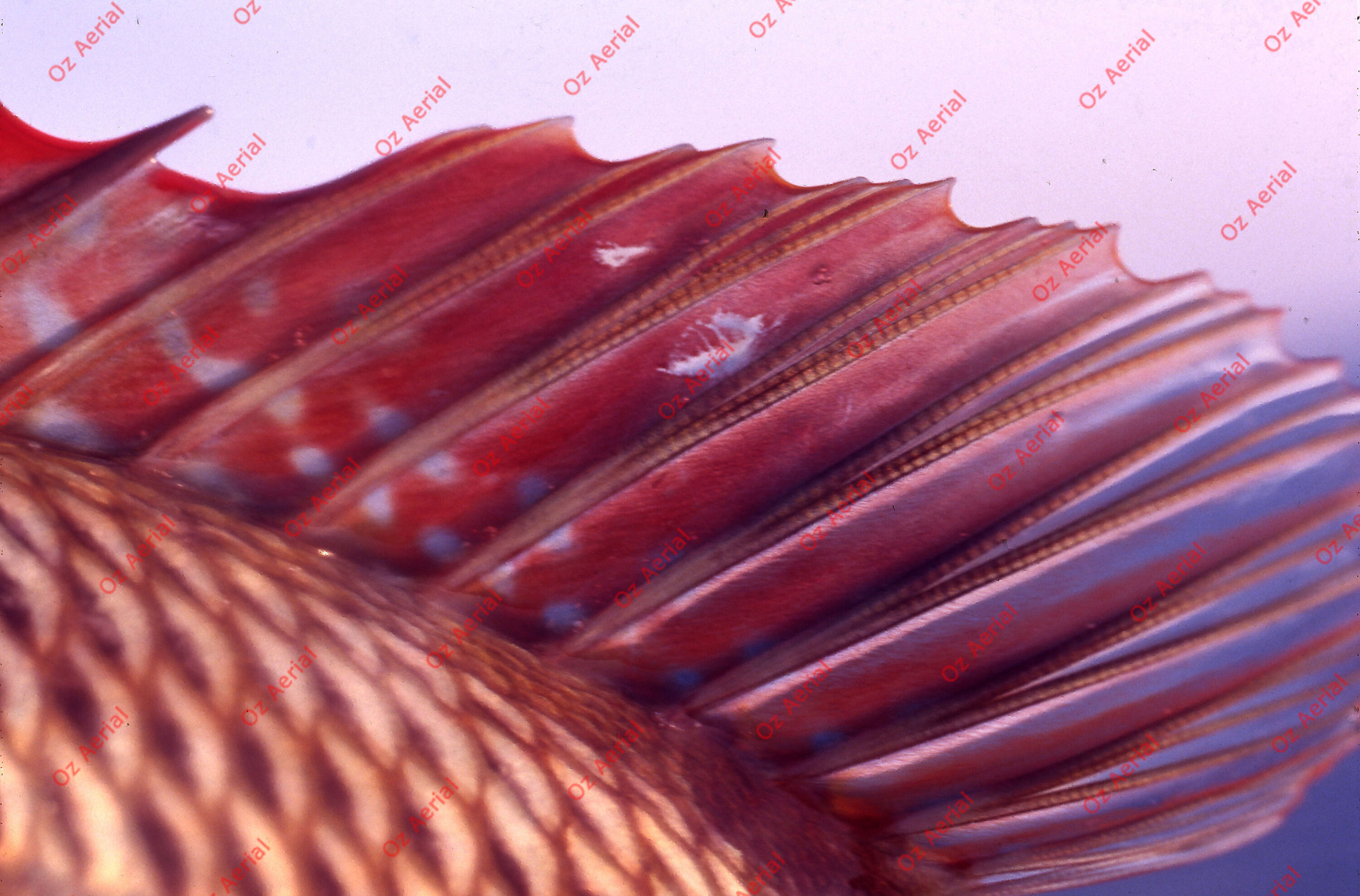 Something Fishy&nbsp;&nbsp;–&nbsp;&nbsp;6095ecf464b61_j80.jpg