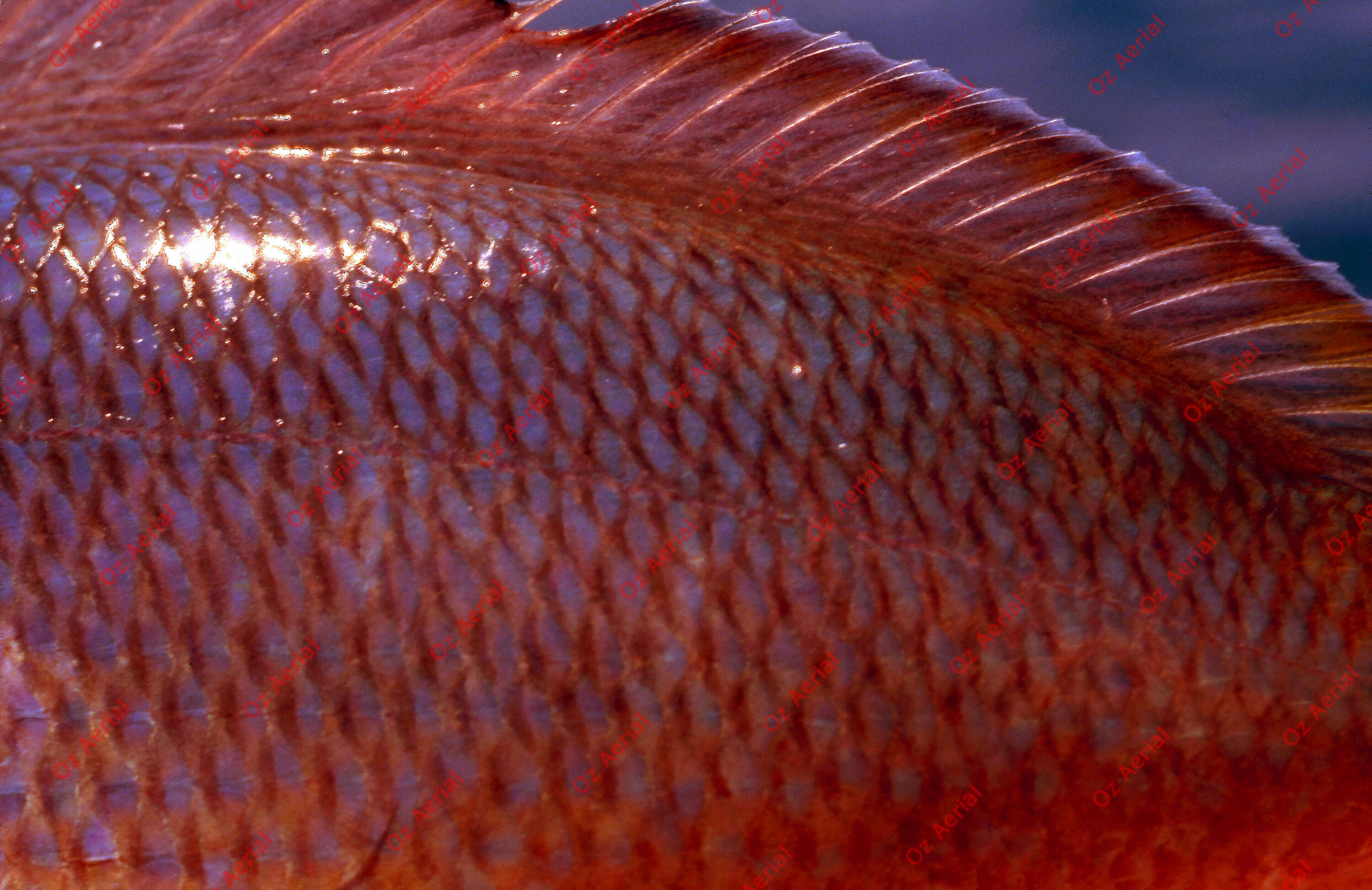 Something Fishy&nbsp;&nbsp;–&nbsp;&nbsp;6095ecfa53b6e_j86.jpg