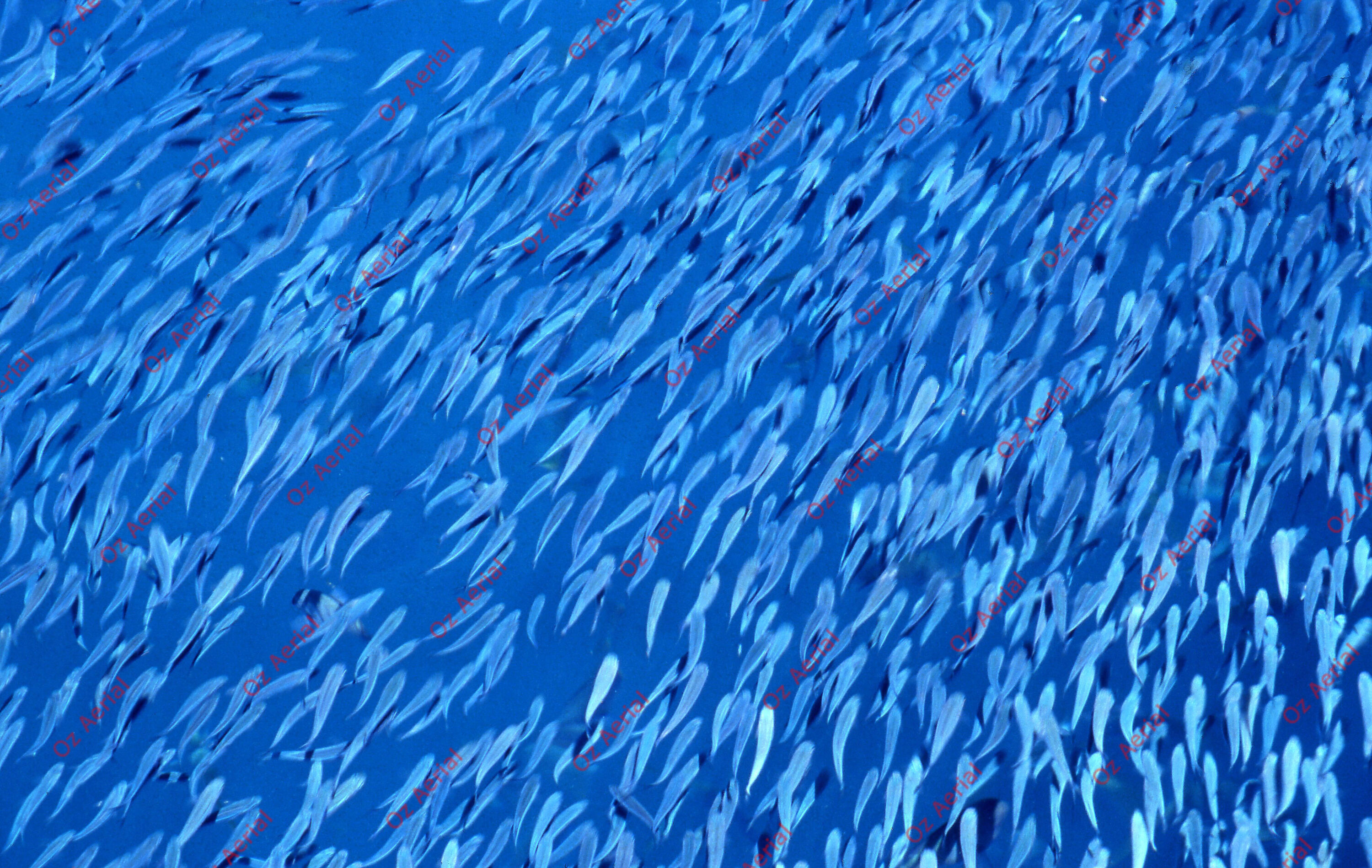 Something Fishy&nbsp;&nbsp;–&nbsp;&nbsp;6095ecf72c0bf_j81.jpg