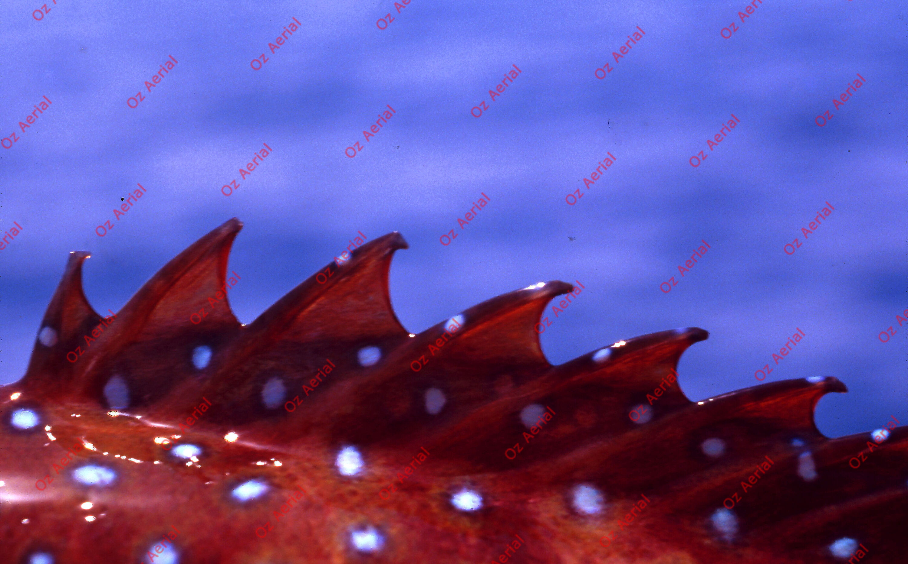 Something Fishy&nbsp;&nbsp;–&nbsp;&nbsp;6095ecd9844d7_j49.jpg