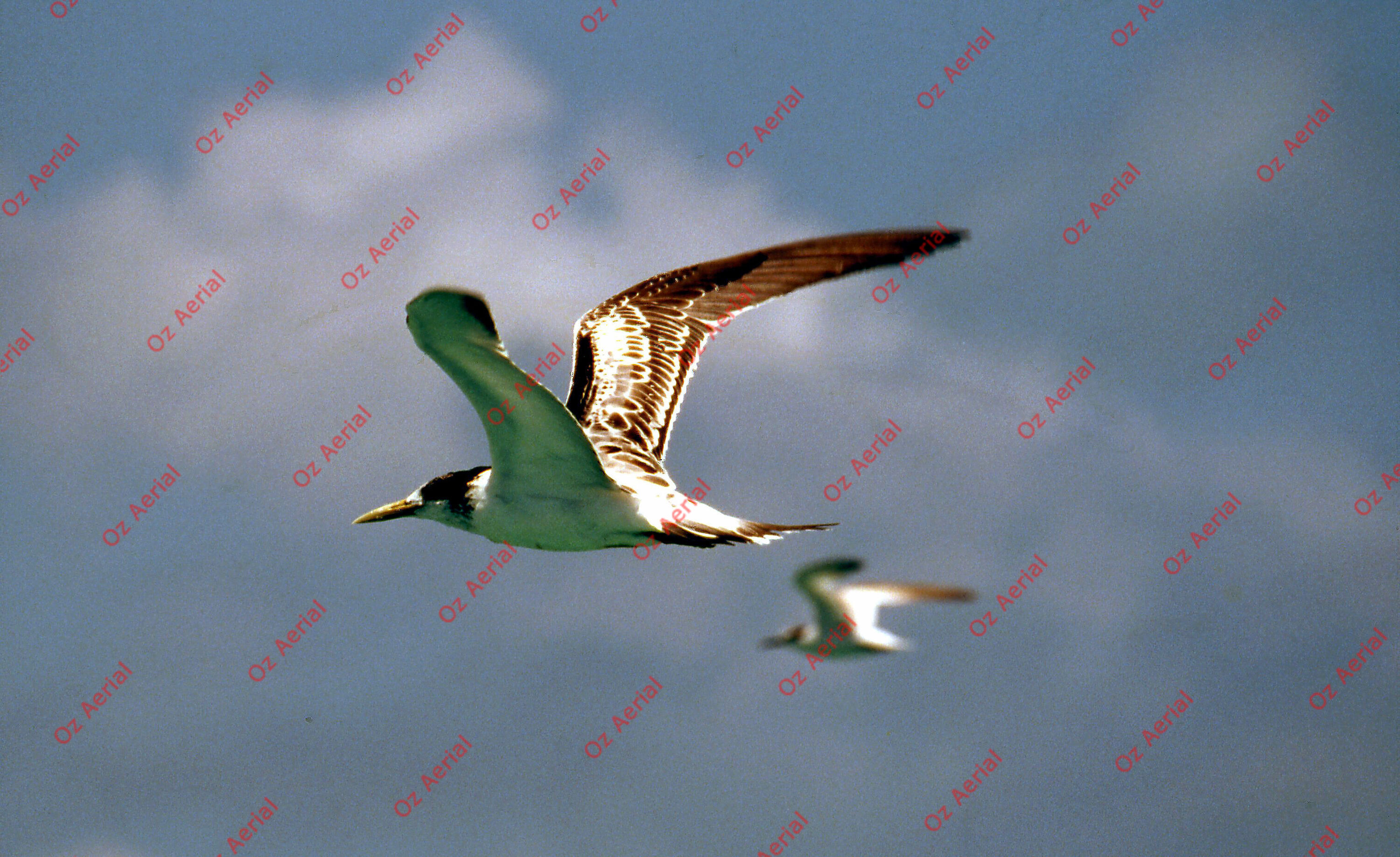 Rainforest to Reef&nbsp;&nbsp;–&nbsp;&nbsp;6095e0b9f0401_i52.jpg