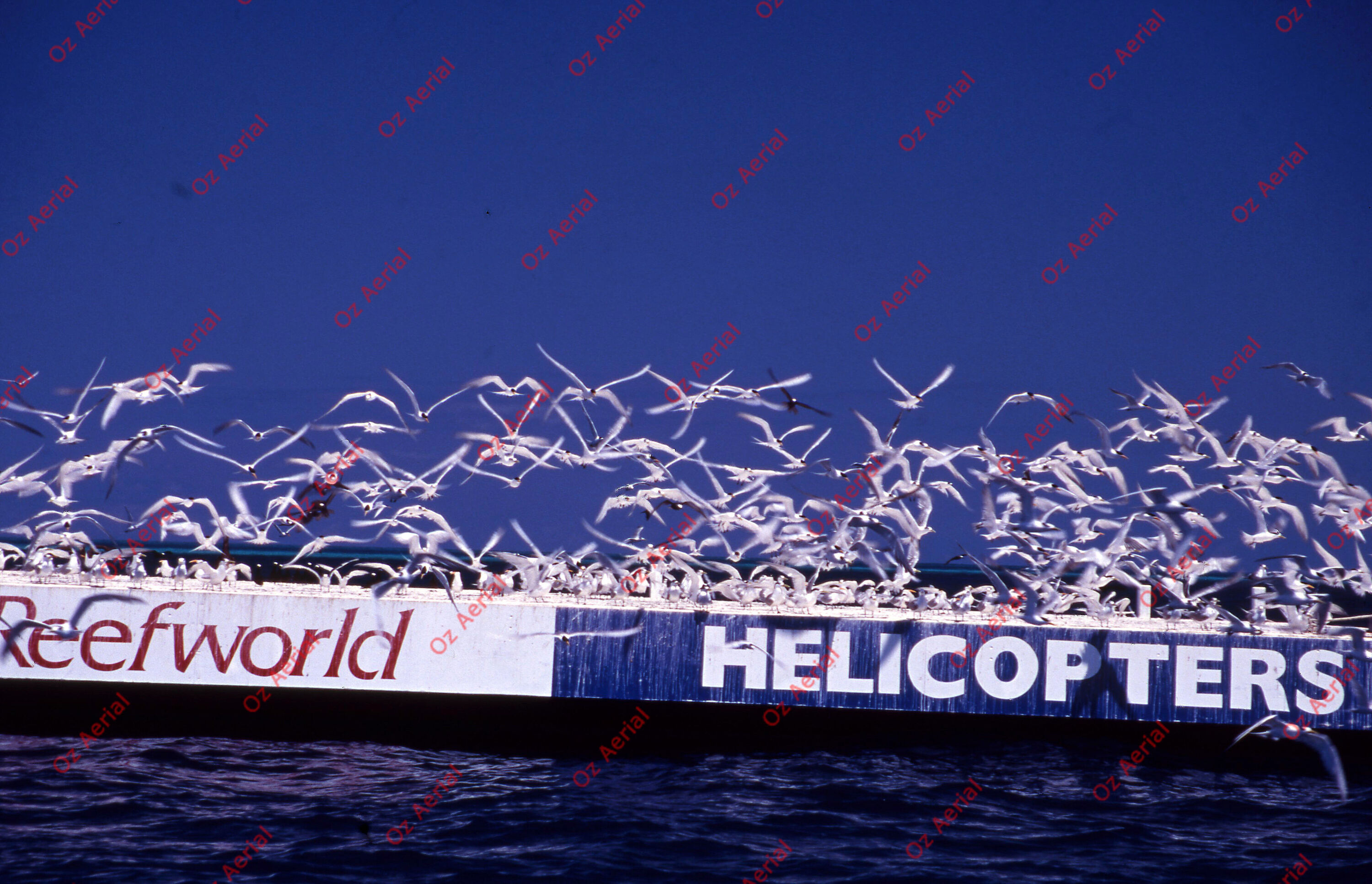 Rainforest to Reef&nbsp;&nbsp;–&nbsp;&nbsp;6095e0be4cd28_i54.jpg